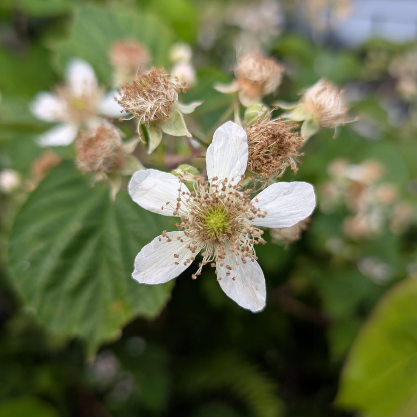 Admiring the bee food in our front garden this morning. It's a small, north west-ish facing garden but it packs a lot in.
I also need to tidy it up tomorrow... But not tooooo much.
#gardenflowers #Scotland