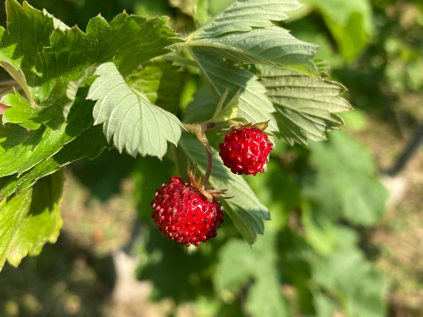 La biodiversité au cœur de la vigne 🌿🍇
Entre les rangs, la nature murmure : fraisiers sauvages, millepertuis aux mille vertus, fleurs de lin bleu ciel et molène thapsus le bouillon blanc .
Chaque plante attire les abeilles, nourrit la terre… et apaise l’âme.
Un écosystème vivant, précieux allié de la vigne et de ceux qui la cultivent. 🐝🌸