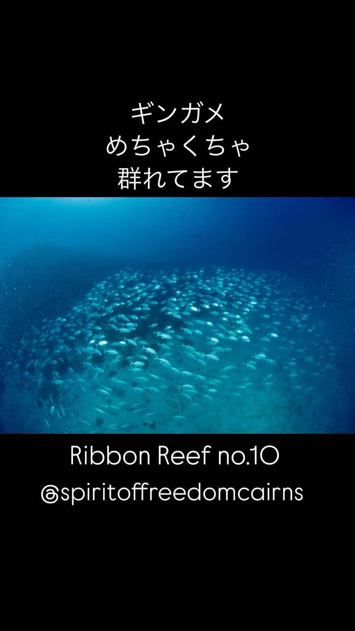 ミンククジラシーズンに立ち寄るリボンリーフ10番のライトハウスボミーは、ギンガメの群が有名
先週はその数がエグかった〜
これから7月いっぱいはこのギンガメの奥にミンククジラが泳ぐのが見れる🐋
ポテンシャル凄い!
Spirit of Freedomはガイド無しのバディダイビングが楽しめる船。自分には無理!関係ない!と思っているそこの方、50本程度の経験があればほぼ間違いなく楽しめる!
プライベートガイドを売りにしている僕が、ガイドの知識や経験、そのガイドと潜ること自体に価値があると思っているのは間違いない。
だけど、バディダイビングも楽しめるお客さんにも、選ばれるガイドじゃなければ存在価値無し!と思う。
まだバディダイビングをしたことなくても、Spiritで僕と