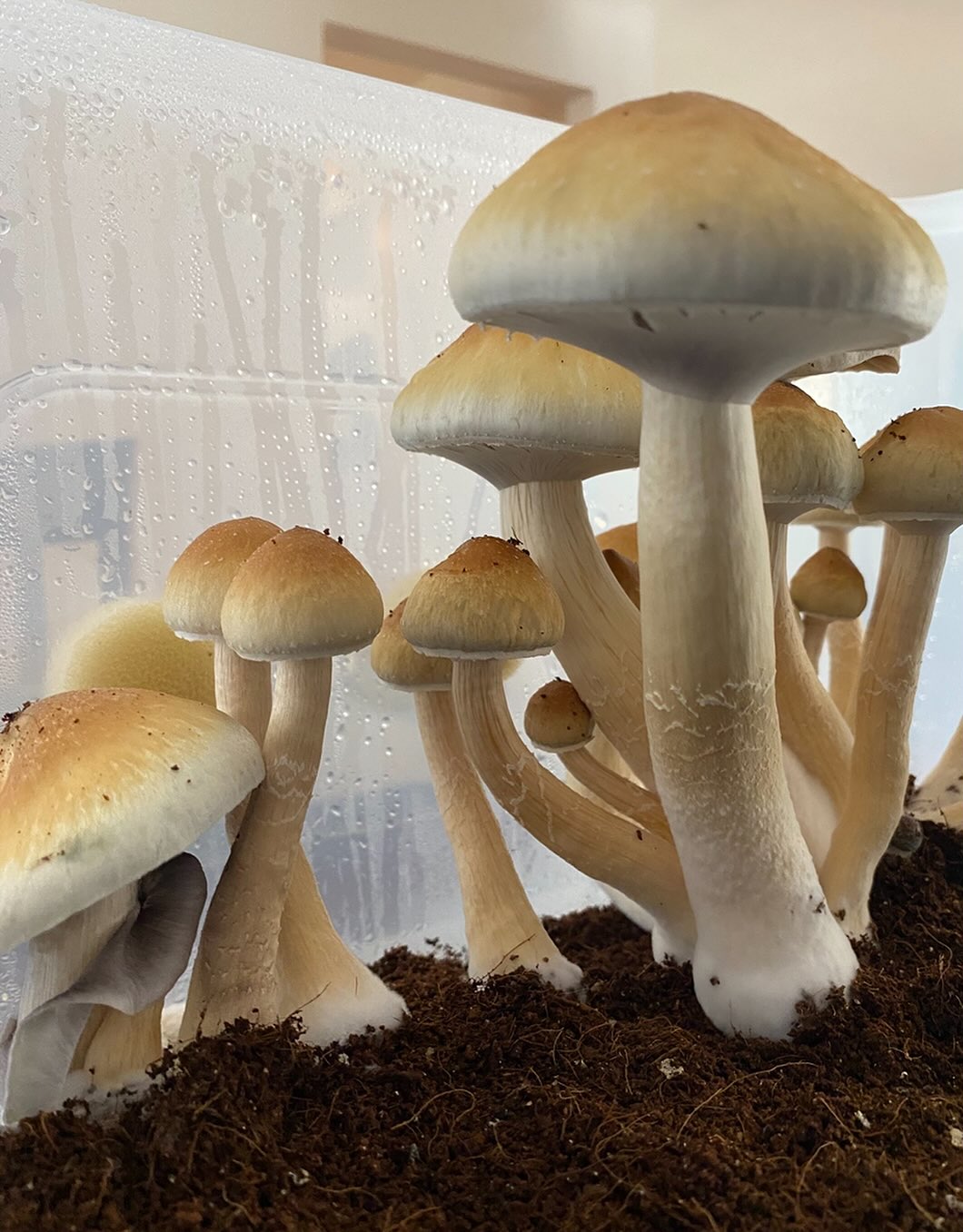 ✨Mindful Monday - Strain Spotlight ✨
Meet one of the most beloved strains in the psilocybin world: Golden Teacher. 🍄💛
Known for its balanced, insightful, and heart-opening effects, Golden Teacher has long been a favorite for both beginners and experienced journeyers alike.
Here’s why it stands out:
🌱 Mindful properties: Gentle, introspective, and often emotionally healing
🧠 Great for: First-time journeys, creative reflection, and mindful integration
🌀 Energy: Calm euphoria, waves of clarity, and a deeper connection to self and nature
Golden Teachers invite us to slow down, look inward, and learn from within — a perfect reminder for your Monday.
Looking to explore this strain in a safe, intentional, and legal way (in Colorado)? We’re here to support you with personalized coaching, education, and a gift to begin your journey. 🙏
DM us to connect or follow along @mindfulofferings for more info.
Start your week mindfully. 🌿
#MindfulMonday #GoldenTeacher #MindfulOfferings #MushroomMedicine #PsilocybinHealing #FungiWisdom #PsychedelicSupport #MicrodosingMushrooms #HealingJourney #SacredFungi #PlantMedicinePath #PsychedelicIntegration #ColoradoHealing #ConsciousExploration #magicmushrooms #denvercolorado #coloradolife