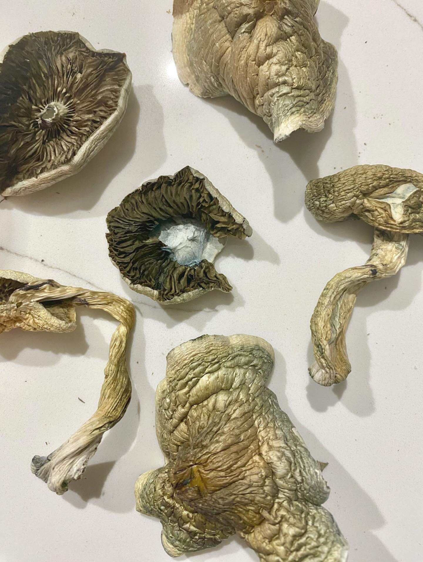 🍄 Dried with Intention. Held with Passion.
These sacred fungi hold space for healing, transformation, and possibility.
Each journey begins with care, curiosity, and respect.
At Mindful Offerings, we’re here to guide you — with coaching, education, and a sample gift 🍄 tailored to your unique path. 🪷🧘🙏
#MindfulOfferings #DriedWithIntention #PsilocybinJourney #HealingMushrooms #IntentionalLiving #MagicMushrooms #PsychedelicSupport #MindfulPath #LegalHealing
#MushroomMedicine #PsychedelicHealing #PsilocybinSupport #IntegrationMatters #PlantMedicine #MindfulHealing #MicrodosingMushrooms
#ConsciousJourney #InnerGrowth #SetAndSetting #SafeExploration #HolisticHealing #SacredMushrooms #PsychedelicIntegration
#ColoradoHealing #HealingWithIntention #TransformationSupport #PersonalGrowth #MagicMushroomJourney #SpiritualHealing #mycologymatters