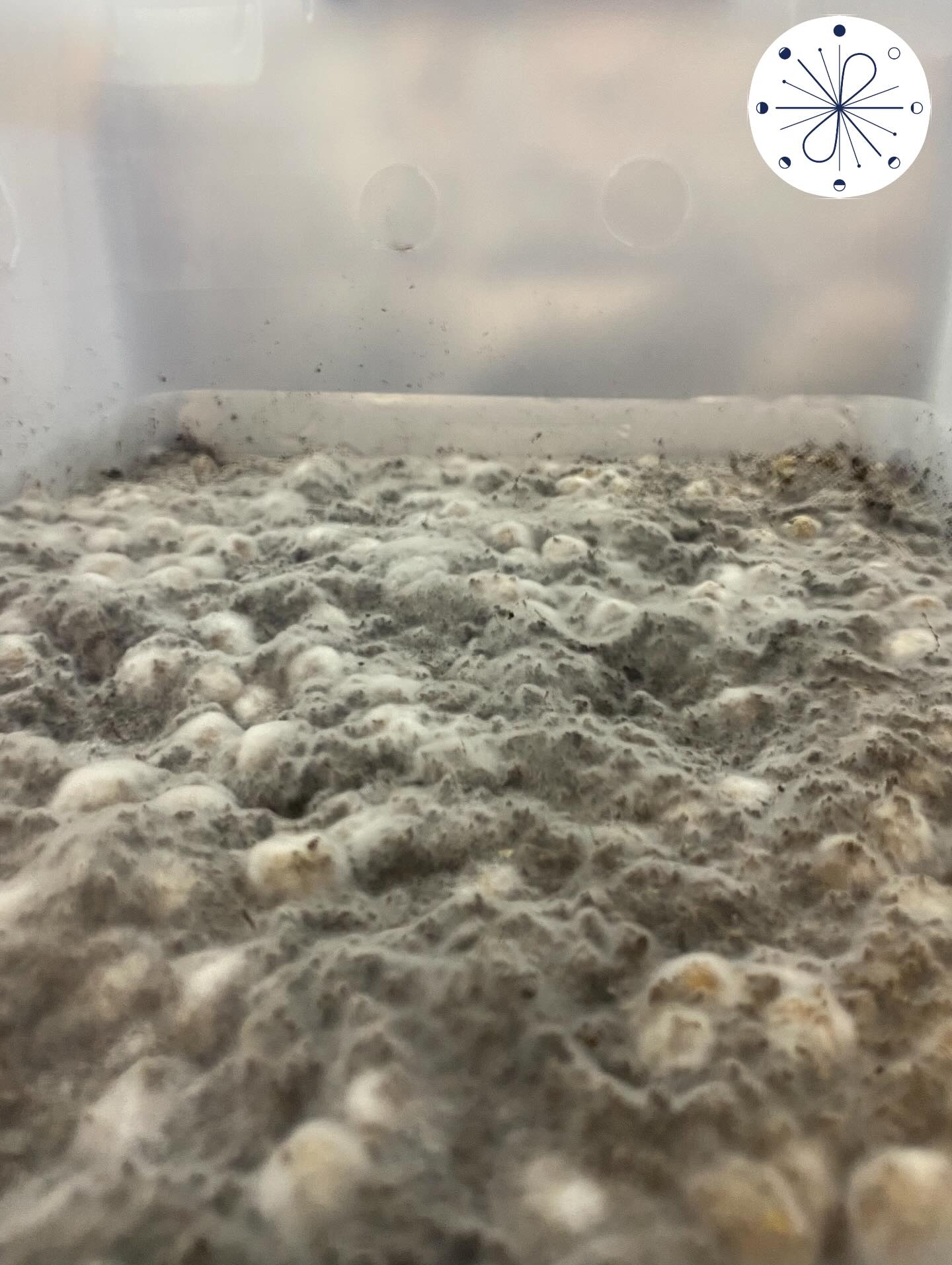 Cultivating New Worlds 🍄
What looks like another planet…
is actually the beginning of something sacred.
This is the quiet magic of mycelium —
expanding beneath the surface, preparing to bloom.
At Mindful Offerings, we support your growth from the ground up — with education, coaching, and a sample gift 🍄 to guide your journey with clarity and intention.
The future we’re growing is more connected, more conscious, more you.
#MindfulOfferings #CultivatingConsciousness #MyceliumMagic #PsilocybinJourney #SacredFungi #MagicMushrooms #HealingWithIntention #GrowYourPath #NewWorldsWithin #MindfulLiving #LegalHealing #PsychedelicSupport #MushroomMedicine #MycologyMatters #fungifuture