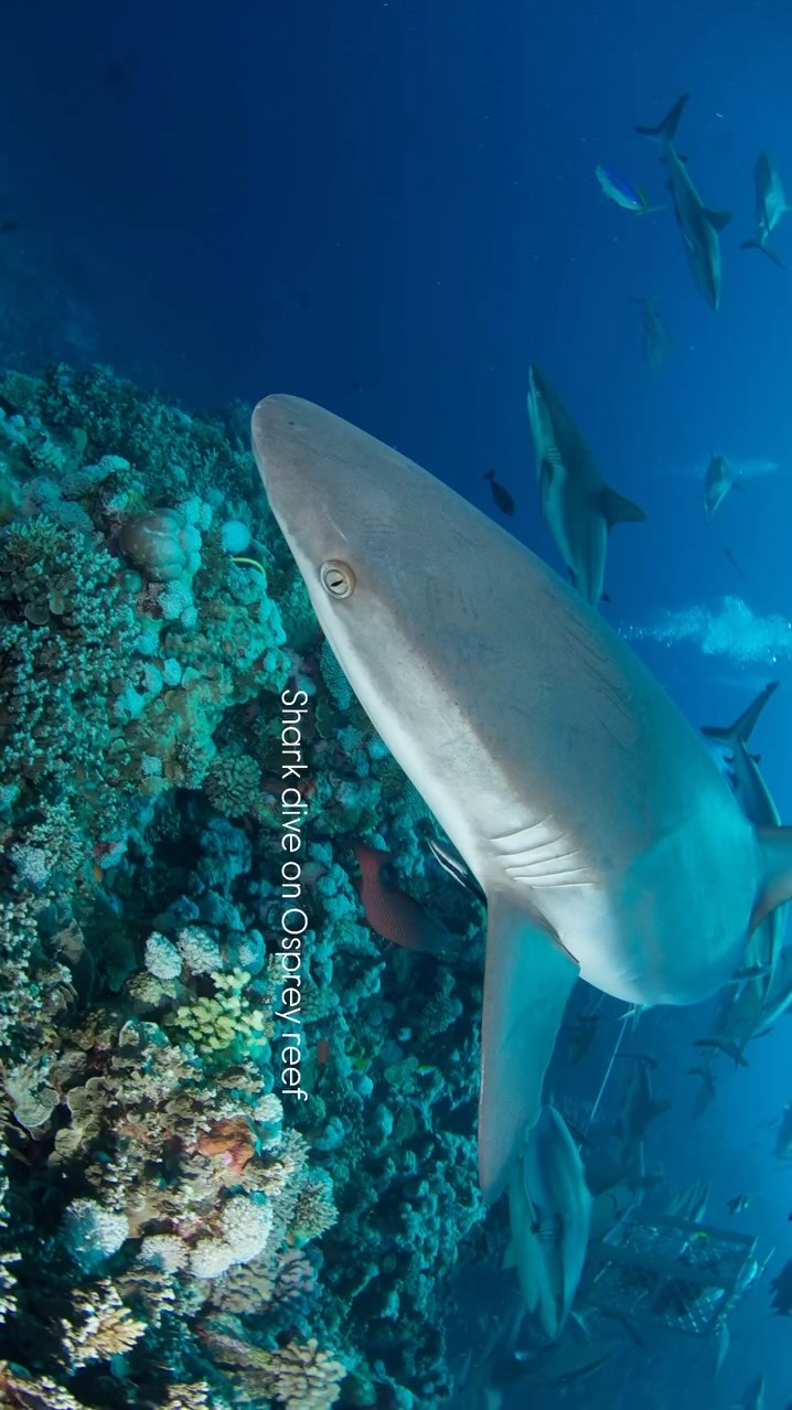 ものすごいダイビングできます
@spiritoffreedomcairns