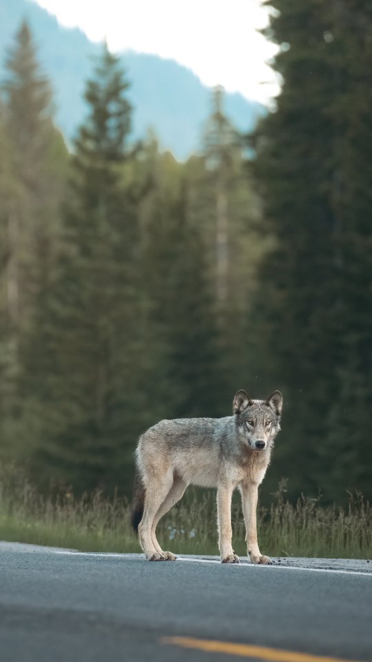 A moment I’ll never forget.
Our first wild Grey Wolf — and I actually got the shot. 🐺
A few days ago, I had a fleeting encounter with one, no camera ready. But this time, while Tabitha and I were searching for grizzlies, this lone wolf trotted right down the road in front of us.
My hands were shaking.
🎥: Real-time sighting + 📸: Photos I managed to capture.
#GreyWolf #WolfSighting #WildlifeEncounters #Kananaskis #WildlifePhotography #NatureReels #CanadianWildlife #WolfInTheWild #BanffWildlife #AlbertaWildlife #CanonWildlife #WildernessCulture #EarthCapture #WildlifePlanet #NatureBrilliance #OurWildWorld #NatureLovers #ExploreCanada #GreyWolfEncounter #EpicWildlifeMoment