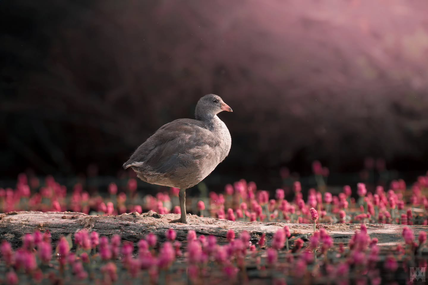 Juvenile American Coot on Vermillion Lakes in Banff.
.
.
.
@bestbirdshots @bird_brilliance @featheredphotography @birdfreaks @planetbirds @eye_spy_birds @birds_captures @birds_adored @best_birds_of_world @birdingphotography @birdwatchers @bird_watchers_daily @birds_of_instagram @best_birds_planet @natureinfocus @birdshots @excellent_nature @birds_perfection @birdnerd @wildlife_inspired @best_bird_shots @bird_freaks @bestlife_birding
#AmericanCoot #JuvenileCoot #VermillionLakes #BanffNationalPark #WaterfowlWatch #WetlandBirds #BirdsOfNorthAmerica #BirdWatching #NaturePhotography #FeatheredBeauty #AvianWonders #WildlifeEncounters #BirdsOfInstagram #UntamedNature #YoungWaterfowl #ExploreBanff