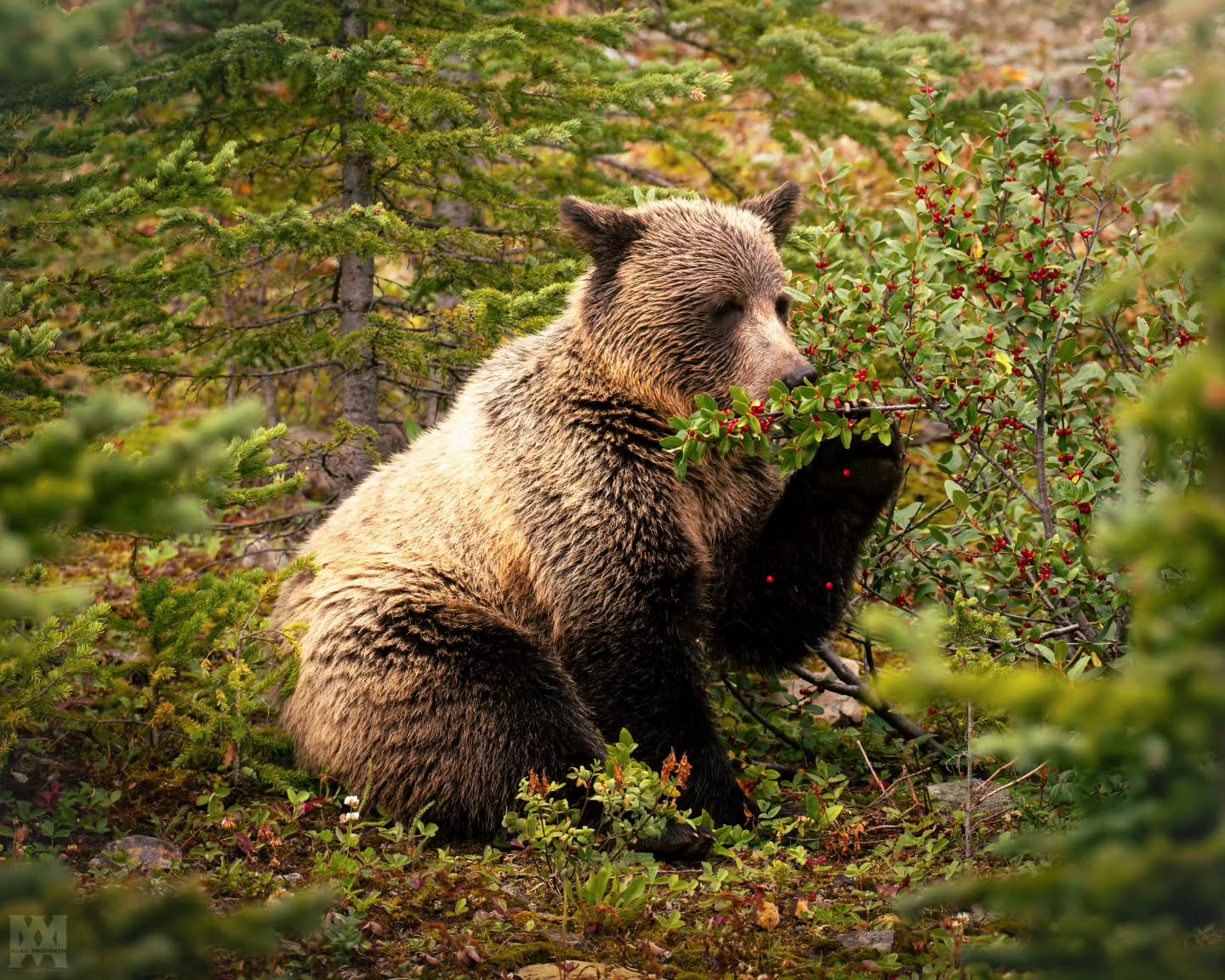 Grizzly Bear, year-old cub, eating from a buffalo-berry bush in Kananaskis. 🐻 🍒
.
.
.
@bestwildlifeshots @wildlifeplanet @discoverwildlife @wildlife_inspired @natureinfocus @wildlifephotomag @canadianwildlifefederation @parks.canada @explorecanada @travelalberta @earthcapture @earthfocus @bbcearth @naturegeography @banffnp
#GrizzlyBear #GrizzlyCub #KananaskisCountry #CanadianWildlife #BuffaloBerry #BearForaging #WildAndFree #MountainWildlife #WildlifeEncounters #NaturePhotography #UntamedNature #ExploreAlberta #BearWatching #BackcountryEncounters #RockyMountainWildlife