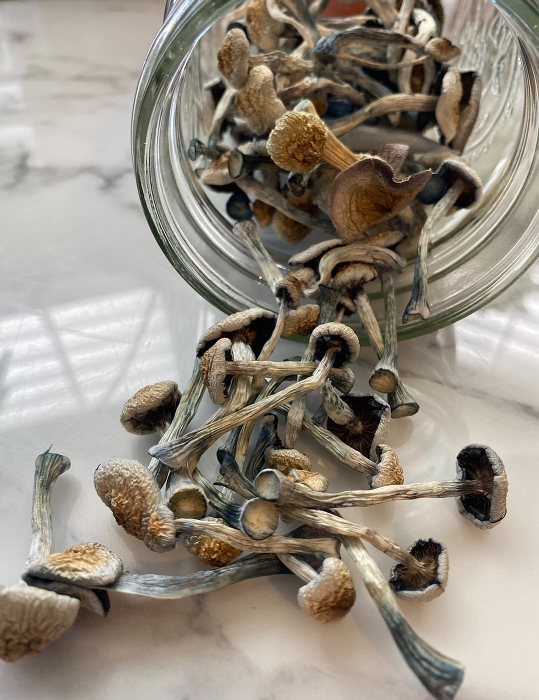 ✨ Not just mushrooms — Mindful mushrooms. 🍄🧘🪷
Education, guidance, and carefully cultivated gifts — all aligned with your journey!
Start your path with confidence + intention.
📩 DM us today to start your own journey!
#MindfulOfferings #MindfulMushrooms #MushroomCoaching #PsilocybinEducation #MushroomJourney #MindfulJourney #MagicMushrooms #ShroomCommunity #PsilocybinMushrooms #ShroomEducation #FungiCulture #MushroomMedicine #MushroomHealing #sacredmushrooms #MindfulLiving #InnerJourney #ConsciousExploration #SelfDiscoveryJourney #HealingWithNature #ExpandConsciousness #SpiritualExploration #personalgrowthjourney