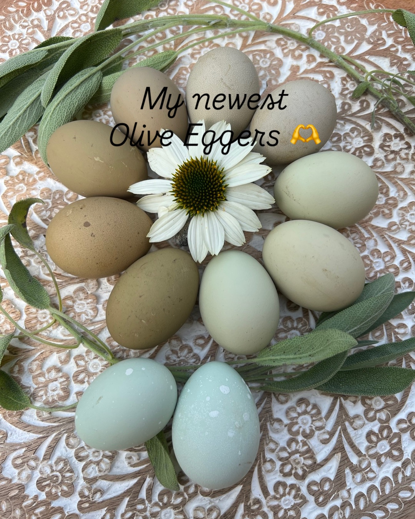 Love love love the colors of my youngest hens (called pullets) that just started laying eggs. Breeding chickens for unique egg colors takes a lot of work and a lot of patience. In addition to hours of studying chicken genetics, I have to wait for the results for at least 6 months for the first generation. Some eggs take multiple generations to accomplish. These are the shades of a few different cross breeds of olive eggers, and the darkest is from my moss Eggers. The 2 blue eggs are from my splash azure eggers that I added for contrast. It’s hard to photograph olive colored eggs. Eggs surrounded by sage from my garden, and a white Echinacea flower.