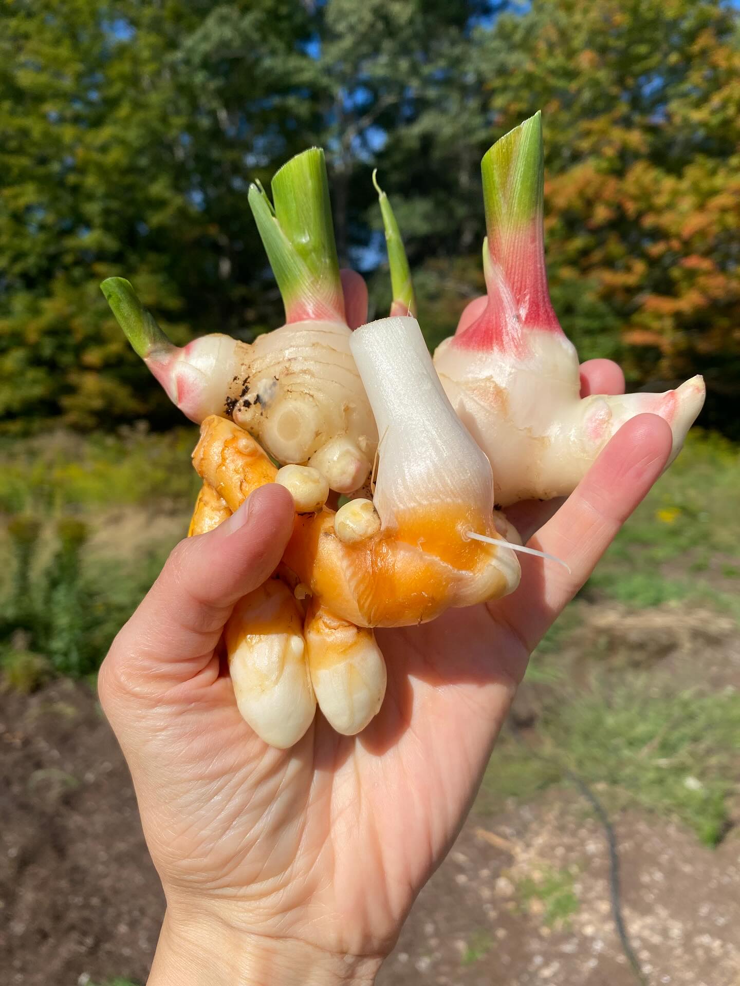 Fresh ginger and turmeric are here! We’ll be bringing baby ginger and turmeric to the @freeportfarmersmarketmaine tomorrow, grown right here in Freeport. What an amazing tropical plant to grow here in temperate Maine! Baby ginger and turmeric are more tender than mature varieties, don’t need to be peeled, freeze well, and taste unbelievably fresh and pungent. A great addition to smoothies, tea, baked goods, curries, sauces, and so much more.
If you are interested in bulk quantities (1+ lbs of turmeric and 3+ lbs of ginger), DM us.
#notill #ginger #turmeric #mainefarms #mainefood #hightunnel