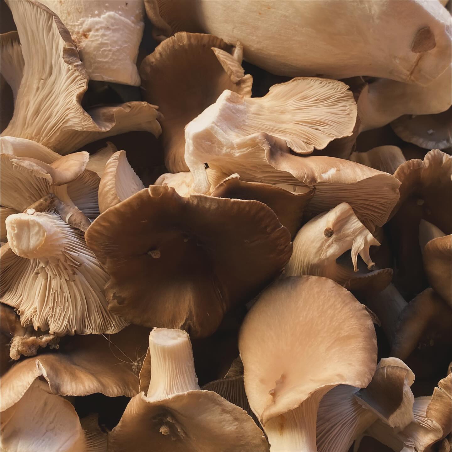 Zu Besuch bei Lorenz Laubscher🍄🟫
Diese Woche durften wir unseren Pilzlieferanten, Lorenz Laubscher in Walperswil besuchen🙌
Lorenz produziert im Berner Seeland diverese Pilz-Spezialitäten wie den Black Pearl - ein Kreuzung vom Austern- & Kräuterseitling😋!
Wir durften viel spannendes über die Pilzzucht & Produktion erfahren & freuen uns auf die weitere Zusammenarbeit!💪
🚨: Lorenz Laubscher ist mit seinen Pilzen jeden Samstagvormittag, am Märit auf dem Breitenrainplatz🍄🟫😉
#freibankbern
#wankdorfcity
#pilz
#pilzzucht
#eatlocal
#drinklocal