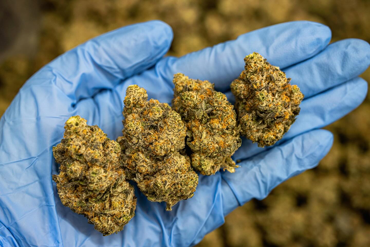 Fresh, minty, and mood lifting meet Kush Mints 🍃
A balanced hybrid known for boosting appetite, easing anxiety, and lifting mood. 🤩Its effects bring a blissful mix of happiness, deep relaxation, and gentle euphoria. Making it the perfect option for any session! 😊