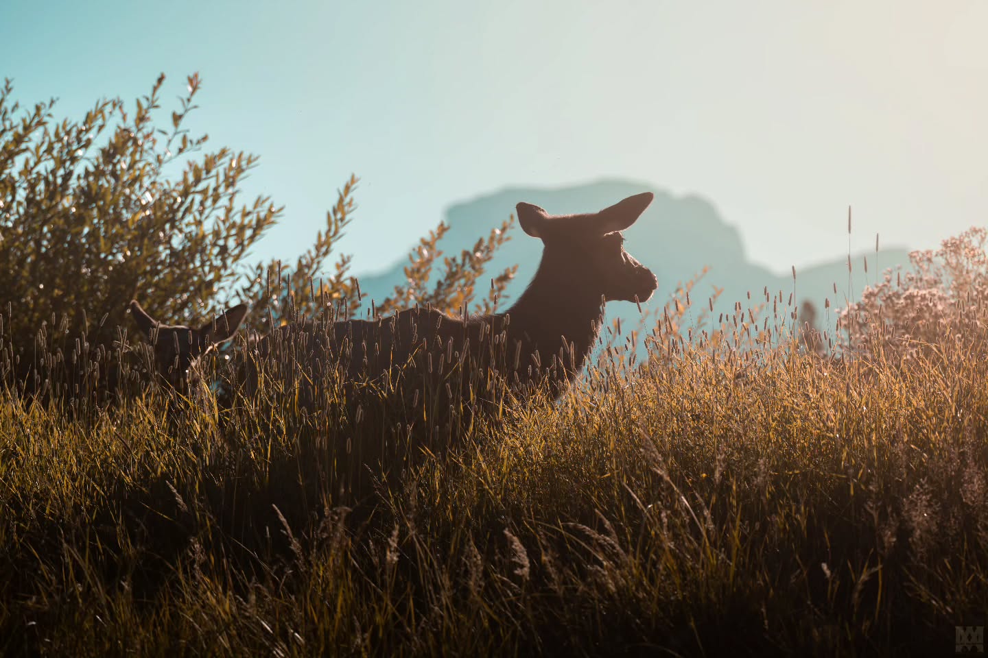 Elk with Mount Bourgeau. Banff National Park.
.
.
.
@bestwildlifeshots @wildlifeplanet @discoverwildlife @wildlife_inspired @natureinfocus @wildlifephotomag @canadianwildlifefederation @parks.canada @explorecanada @travelalberta @earthcapture @earthfocus @bbcearth @naturegeography @banffnp
#BullElk #BanffNationalPark #MountBourgeau #ElkOfTheRockies #CanadianWildlife #RockyMountainElk #WildAndFree #MountainWildlife #UntamedNature #ExploreBanff #ElkRut #ElkCountry #MajesticElk #NaturePhotography #WildlifeEncounters