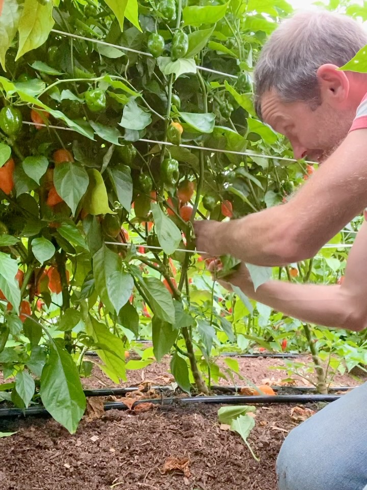 Finally, some rain! One of my favorite things to do in September and October in the pouring rain is to harvest peppers in our greenhouses. It’s like a treasure hunt that smells amazing with an ASMR backing track. We planned harvest this week so that all of the outdoor harvesting is done, and I can just harvest tote upon tote of chili peppers by the sound of the pattering rain while dry and warm under cover. What fun!
#habanero #notill #mainefarms #hotsauce #harvest #smallfarm #hotsauce