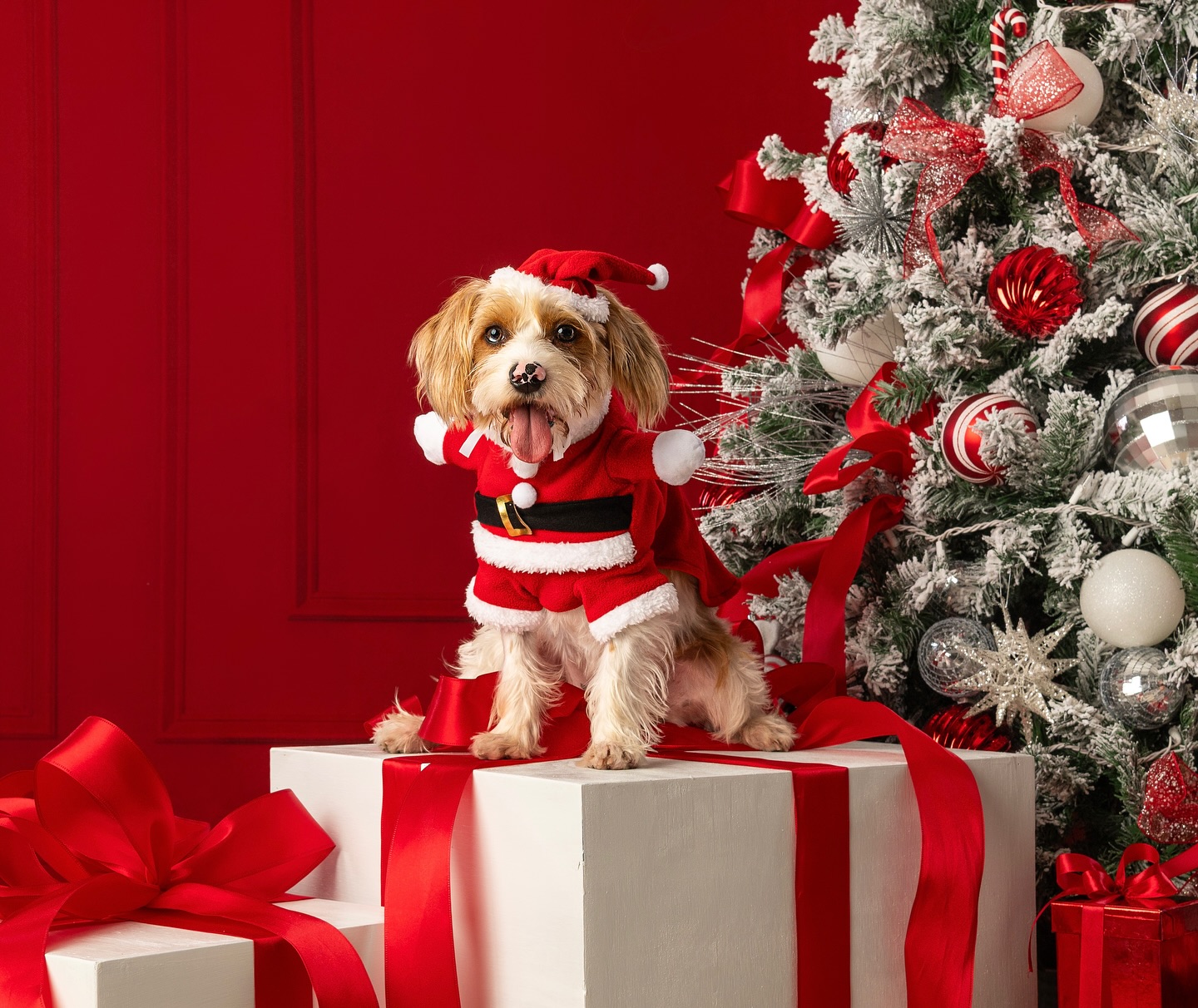 One of our sets this holiday season is full of bold red, sparkling silver, and festive cheer! With a glamorous Christmas tree, oversized presents and optional pops of sparkle, it’s the perfect backdrop for family portraits, couples, kids, or even your furry friends 🐾.
These sessions are limited and will sell out quickly so don’t wait to book your spot! Secure your time today and capture memories that will shine brighter than the tree. 🎄
Click the link in our bio to see the other options available this year and secure your spot!
#christmasiscoming #christmasphotographer #orlandochristmasphotographer #orlandomoms #christmasphotos #christmasphotoshoot #yourfavoritechristmasphotographer