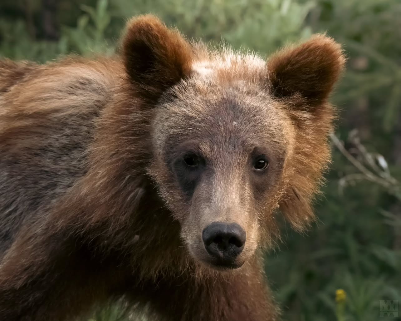 Bear-dump! Extra bear photos from this summer! 🐻
.
.
.
@bestwildlifeshots @wildlifeplanet @discoverwildlife @wildlife_inspired @natureinfocus @wildlifephotomag @canadianwildlifefederation @parks.canada @explorecanada @travelalberta @earthcapture @earthfocus @bbcearth @naturegeography @banffnp
#BearDump #GrizzlyBear #BlackBear #CanadianWildlife #KananaskisCountry #BanffNationalPark #BearCountry #WildAndFree #NaturePhotography #WildlifeEncounters #UntamedNature #ExploreAlberta #MountainWildlife #BackcountryEncounters #BearWatching