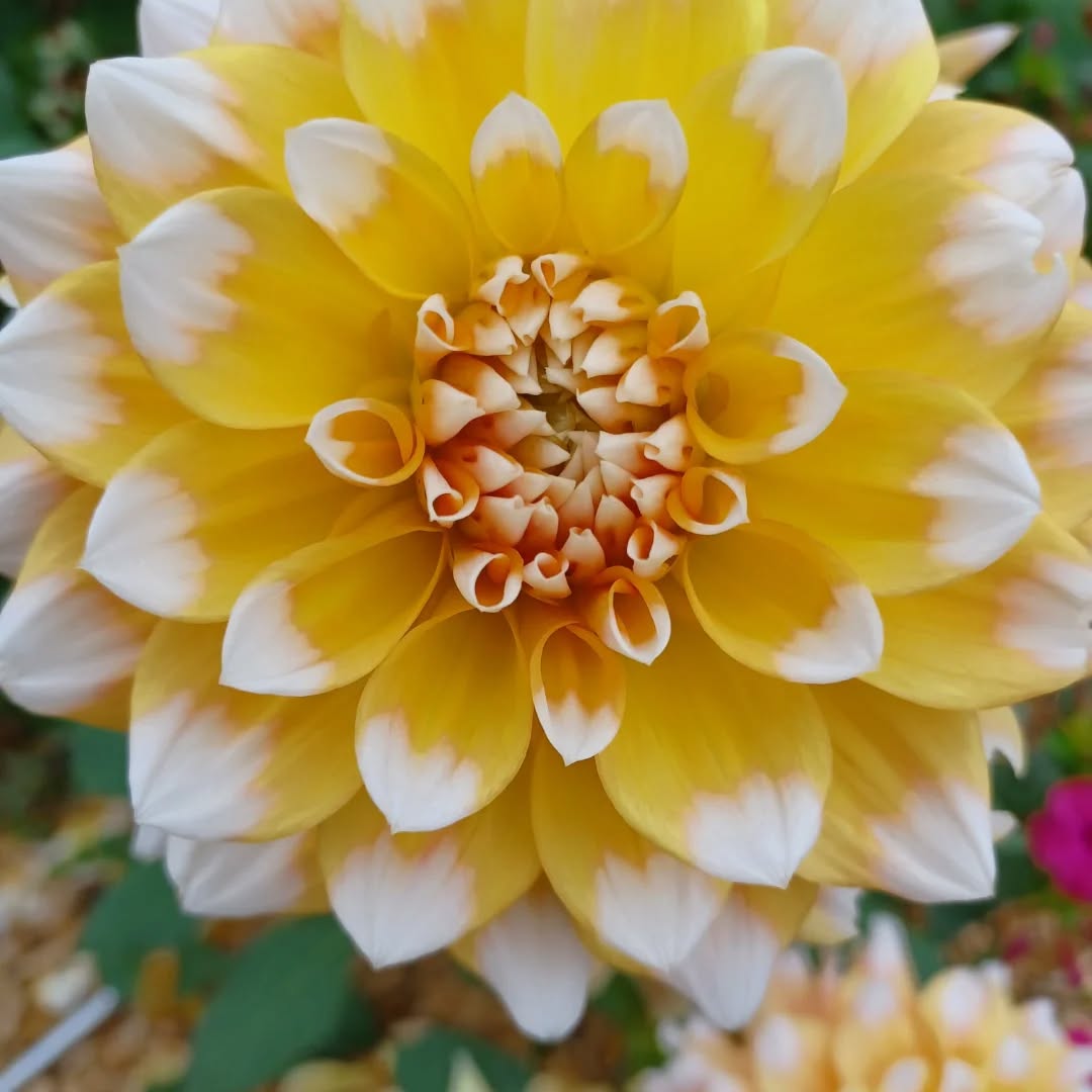 The autumn garden is filled with contradiction, with ecstatic bursts of life and solemn passages. I'm grateful for the simplicity of the harvest and the companionship of the birds as we all prepare for winter. #autmn🍁 #gardening #outdoorlife