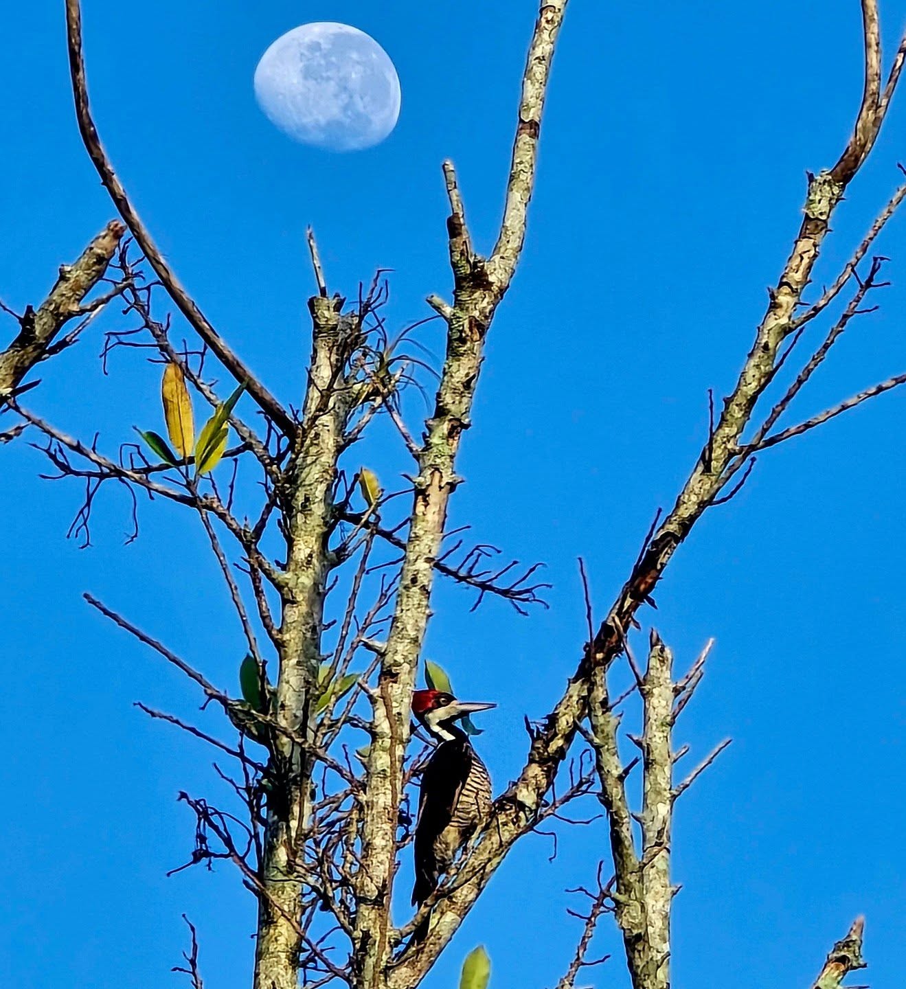 Caught between night and day, the moon’s soft goodbye meets the woodpecker’s morning percussion. Nature sketches what us artists can only echo.
#josannemark #NatureInspiredBeauty #backyardbirding #happyfridayeveryone
