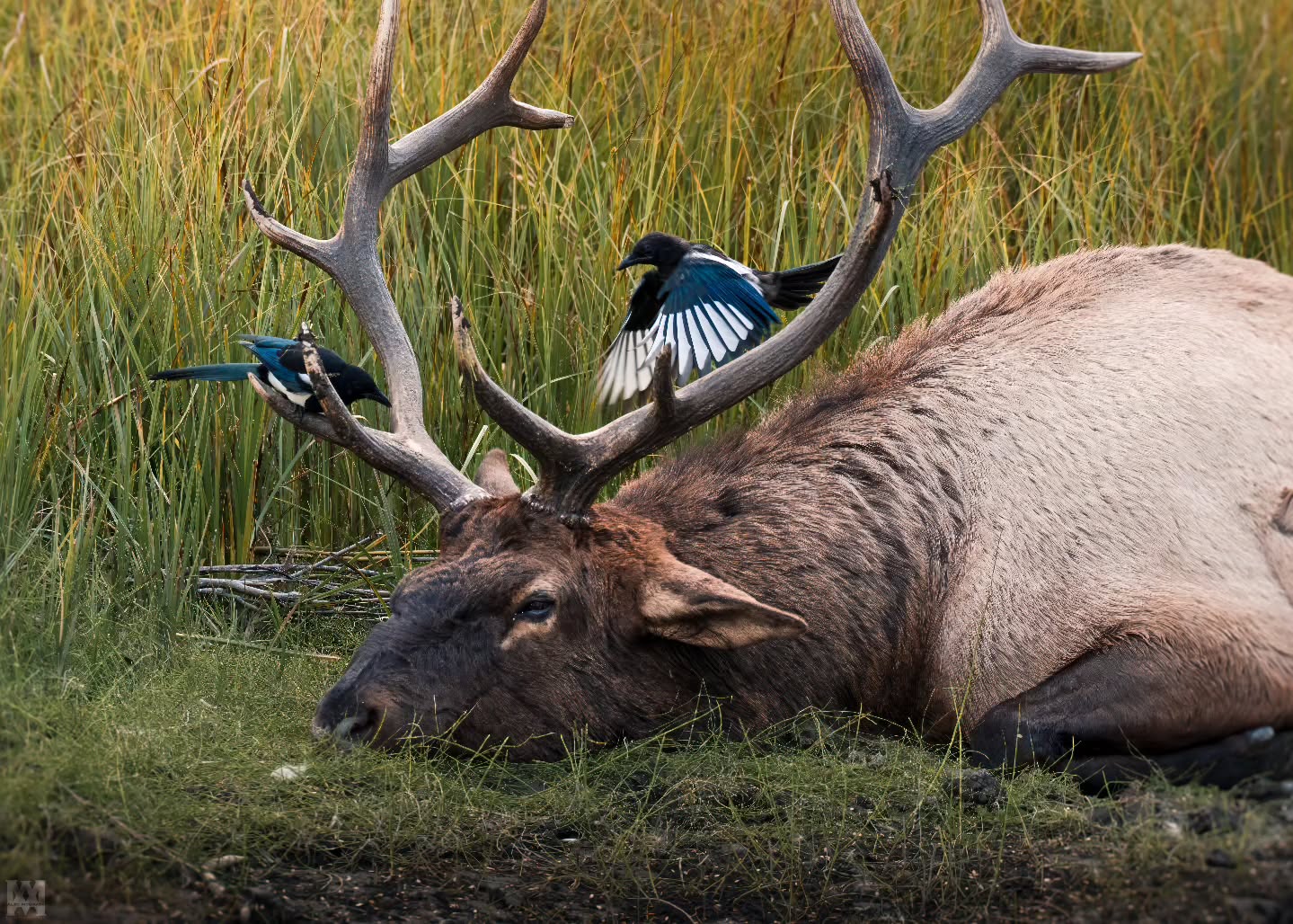 A tired and lonely bull, spent and defeated, still can't catch a break from the magpies.
.
.
.
@bestwildlifeshots @wildlifeplanet @discoverwildlife @wildlife_inspired @natureinfocus @wildlifephotomag @canadianwildlifefederation @parks.canada @explorecanada @travelalberta @earthcapture @earthfocus @bbcearth @naturegeography @banffnp
#BullElk #Magpies #CanadianWildlife #ElkRut #RockyMountainWildlife #WildAndFree #NaturePhotography #WildlifeEncounters #UntamedNature #ExploreBanff #ElkOfTheRockies #WildernessEncounters #ElkLife #BackcountryWildlife #NatureLovers
