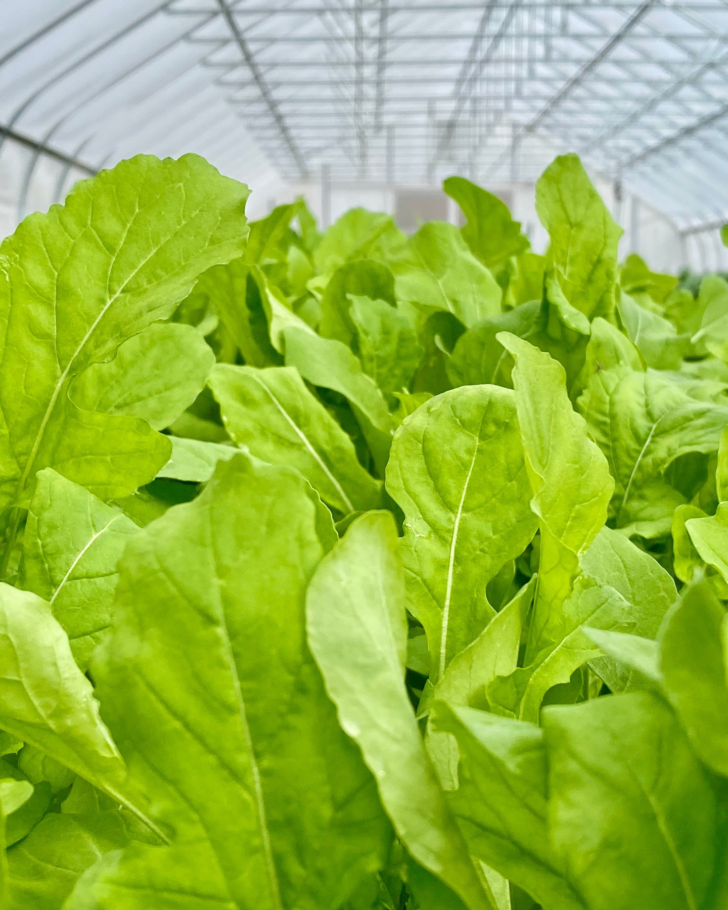 We’ve added a Portland drop off for our winter greens CSA! We’ll be dropping to @theportlandyogaproject Forest Avenue location on Tuesday evenings, and you can pick up between 5 - 8 PM. Sign up now to have fresh veggies all winter long — our greens are clamoring to meet you!
More details on our site. Link in bio.
#wintergreens #wintercsa #mainefarms #localfarms #winterfarming #portlandmainefood