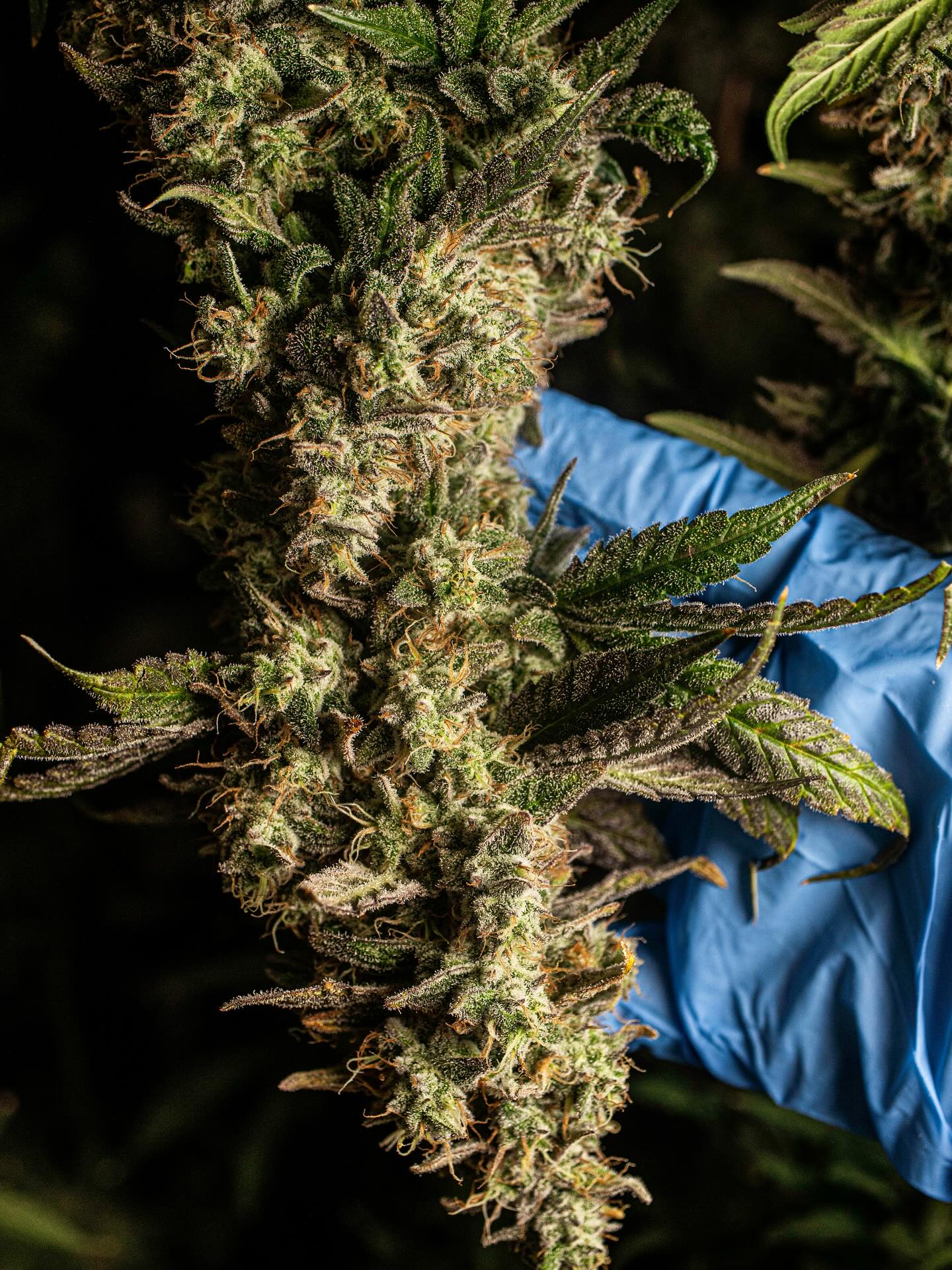 Gas with a groove 🔥💨
Truffle Shuffle is a powerful hybrid born from White Truffle Cheese and Garlic Icing. It delivers a balanced blend of uplifting and relaxing effects, perfect for sparking creativity or unwinding after a long day. Its calming yet euphoric high melts away stress while keeping you clear and engaged. The flavor blends savory garlic, sweet floral, and earthy spice for a truly unique experience. Truffle Shuffle is your go-to for balance, flavor, and feel-good vibes. 😌💫
Feeling: Euphoric, Relaxed, Happy
Aroma: Garlic, Floral, Earthy, Spice