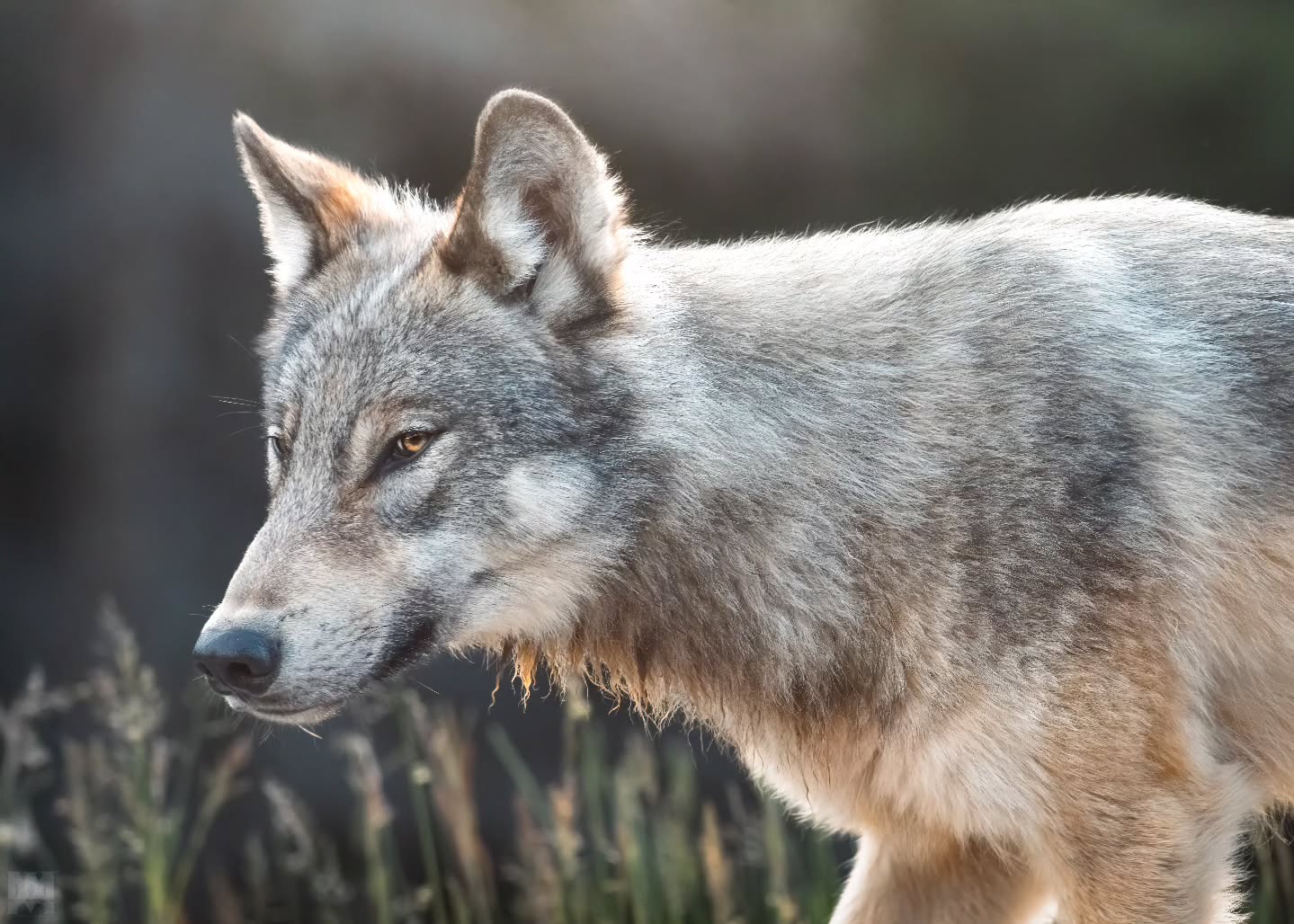 Grey Wolf. 🐺 A survivor despite all odds. The human world is far more dangerous than the natural world.
.
.
.
@bestwildlifeshots @wildlifeplanet @discoverwildlife @wildlife_inspired @natureinfocus @wildlifephotomag @canadianwildlifefederation @parks.canada @explorecanada @travelalberta @earthcapture @earthfocus @bbcearth @naturegeography
#GreyWolf #LoneWolf #Survivor #WildAndFree #CanadianWildlife #ApexPredator #MountainWildlife #NaturePhotography #WildlifeEncounters #UntamedNature #ExploreAlberta #WolfWatch #BackcountryWildlife #ResilientWildlife #RockyMountainPredator