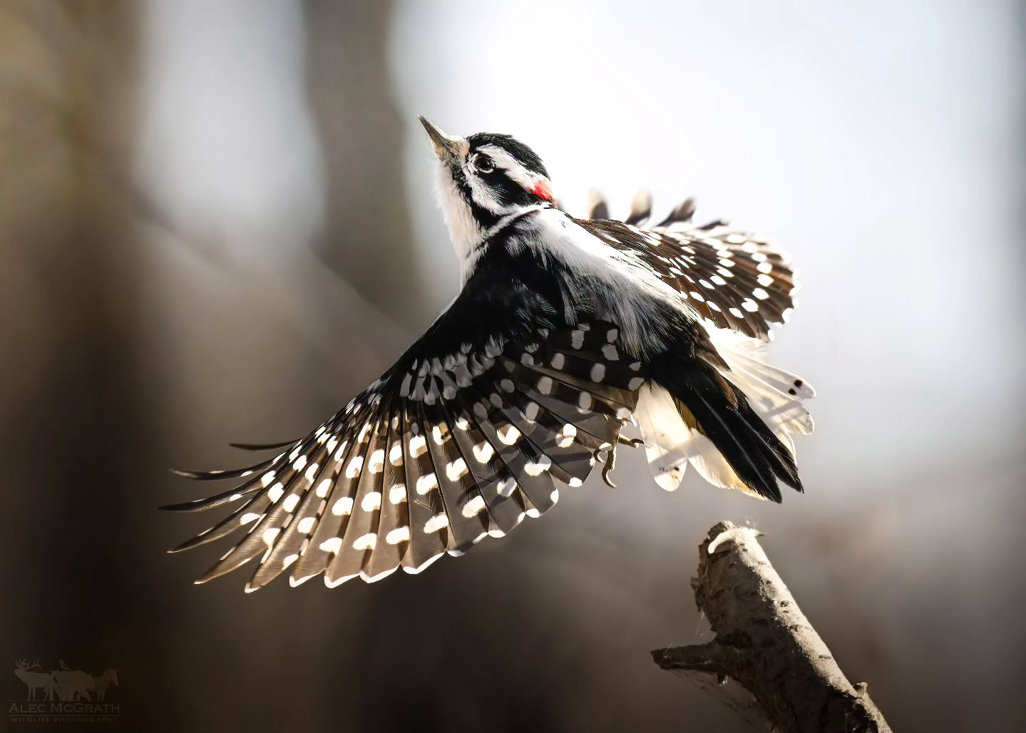 A Downy Woodpecker showing off its beautiful wings. 🖤 🤍 🖤 🤍
.
.
.
@bestbirdshots @bird_brilliance @featheredphotography @birdfreaks @planetbirds @eye_spy_birds @birds_captures @birds_adored @best_birds_of_world @birdingphotography @birdwatchers @bird_watchers_daily @birds_of_instagram @best_birds_planet @natureinfocus @birdshots @birds_perfection @birdnerd @wildlife_inspired @best_bird_shots @bird_freaks @bestlife_birding
#DownyWoodpecker #Woodpecker #BirdsOfNorthAmerica #BackyardBirds #BirdWatching #FeatheredBeauty #NaturePhotography #AvianWonders #BirdsOfInstagram #UntamedNature #WoodlandBirds #WildlifeEncounters #WingDisplay #SmallButMighty #CanadianBirds