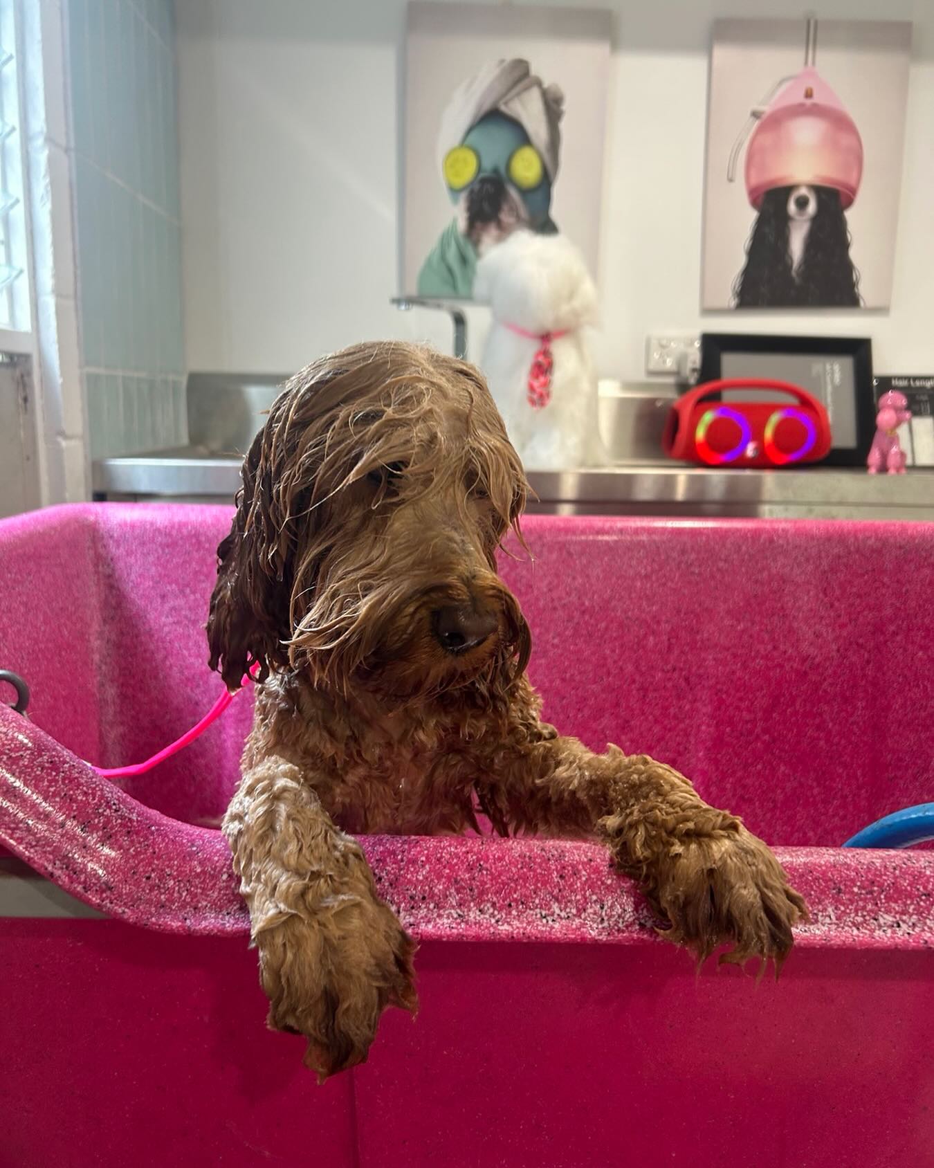 That moment mid-bath when the head rubs are life 😍🐾