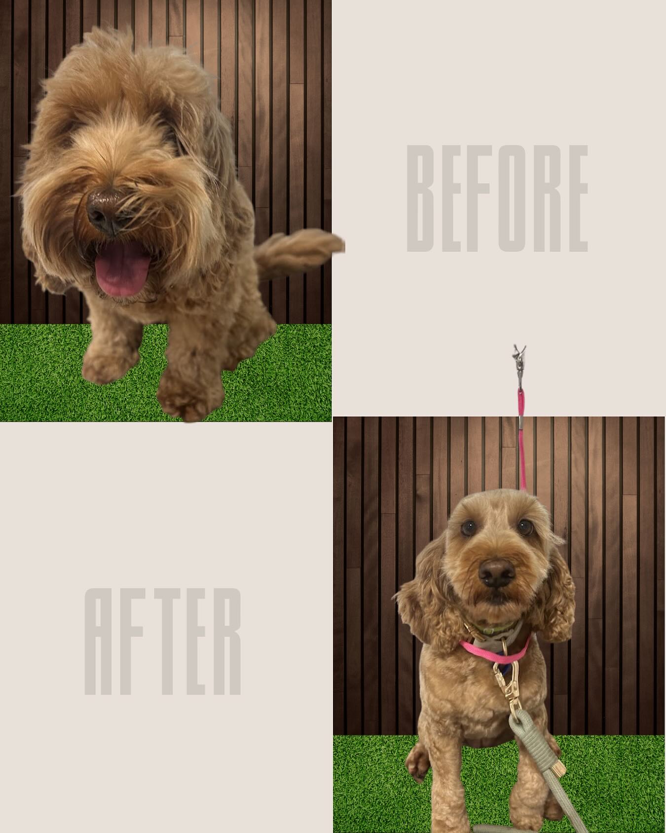 BIG summer chop for Lucy! ☀️✂️ She had plenty of 1:1 walks and hugs to make her feel comfortable and feeling totally at home with her groom 🐶💛