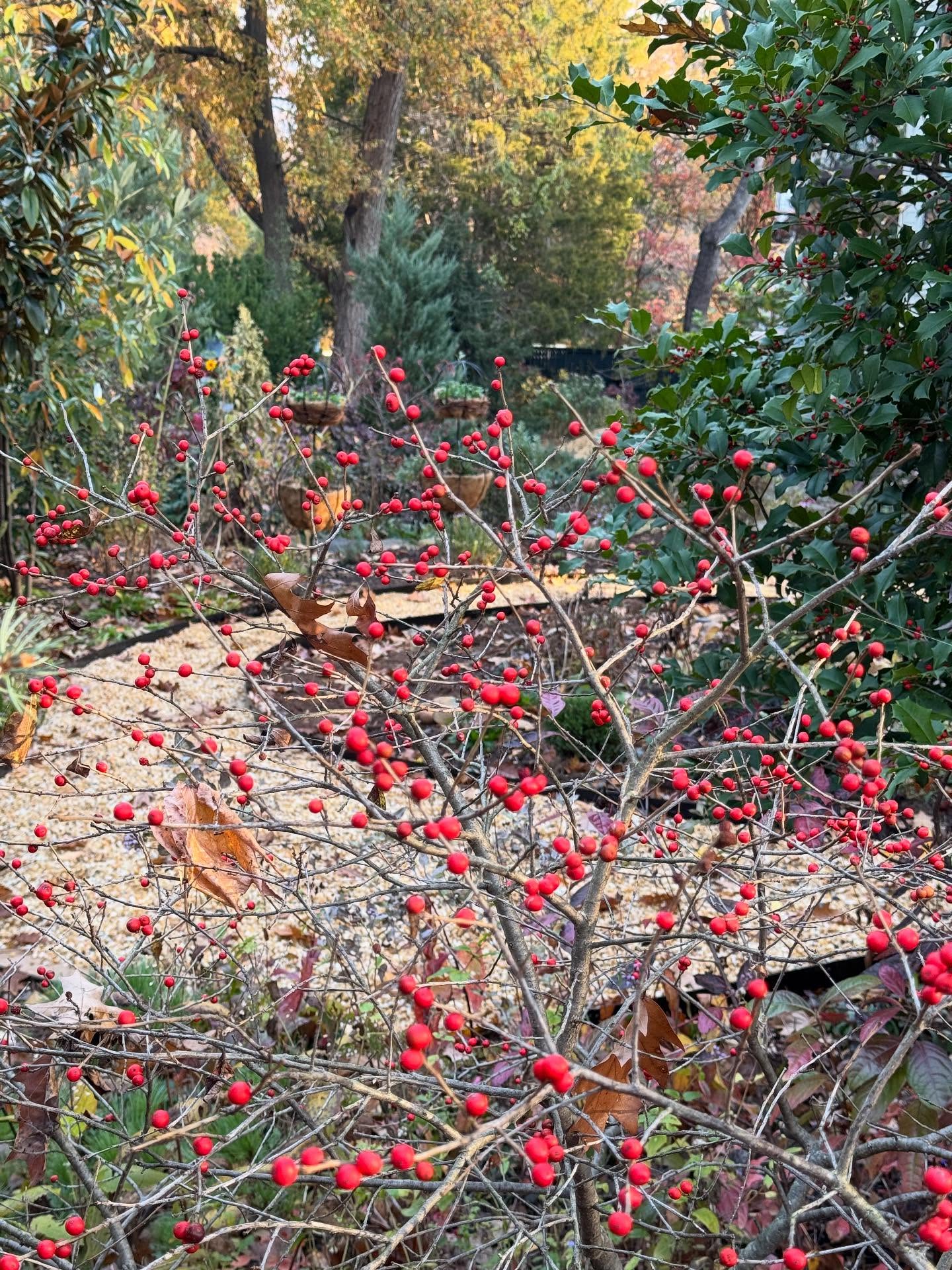 Native winterberry shrubs … gorgeous all year long but in late autumn, wow! Remember to plant at least one male shrub within 50’ or so of your fruiting female shrubs to ensure plants look like this! Happy fall!