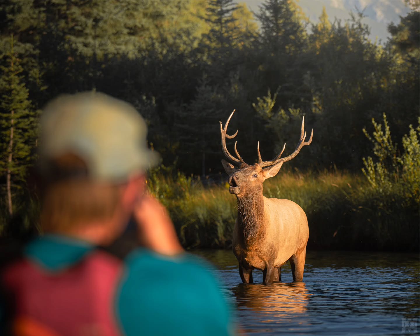 Bull Elk and harem in 40-mile creek with @jesse_hama
.
.
.
@bestwildlifeshots @wildlifeplanet @discoverwildlife @wildlife_inspired @natureinfocus @wildlifephotomag @canadianwildlifefederation @parks.canada @explorecanada @earthcapture @earthfocus @bbcearth @naturegeography @banffnp
#BullElk #ElkHarem #40MileCreek #BanffNationalPark #ElkRut #RockyMountainElk #CanadianWildlife #WildAndFree #NaturePhotography #WildlifeEncounters #UntamedNature #ExploreBanff #ElkOfTheRockies #BackcountryWildlife #MajesticElk