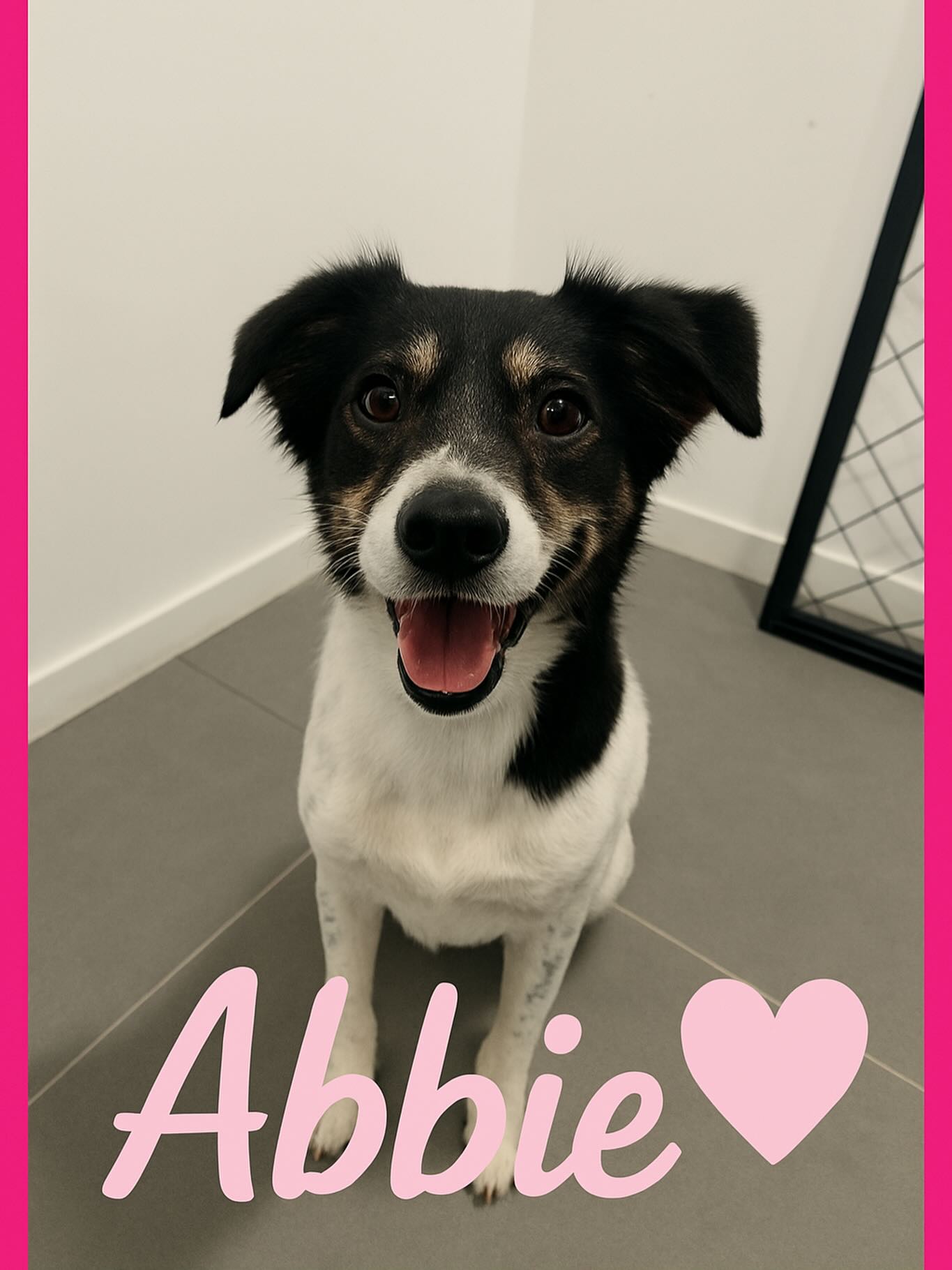 Half grooming, half chasing my floofy friends around for a decent photo. The chaos is real 😂🐶