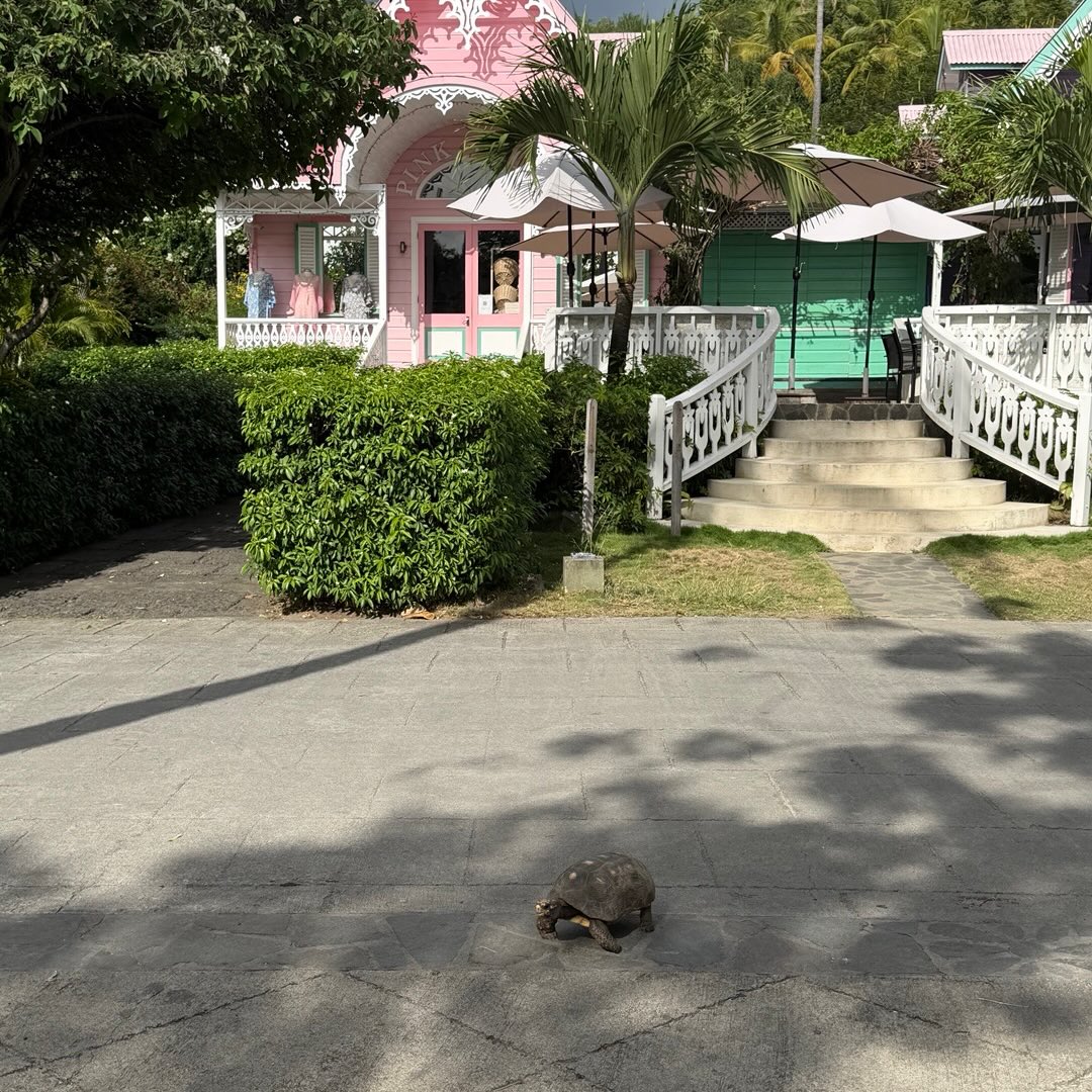The past few days we have been in Bequia just South of St Vincent. We met up with friends Marietta and Mike who we knew were staying on the island. Bequia is the perfect place to take a day sail to Mustique as the 25nm round trip cuts across the typical ENE wind making idea sailing. So we took advantage of that with the two of them. The Tortoises are famous on the island as is The Pink House shop and Basil’s Bar for lunch. Even the vegetable display and fishing beach are manicured on this private island!
Alas this morning we checked out and tomorrow will continue to head North and we hope to make Martinique by Tuesday midday for some spare parts and provisions.