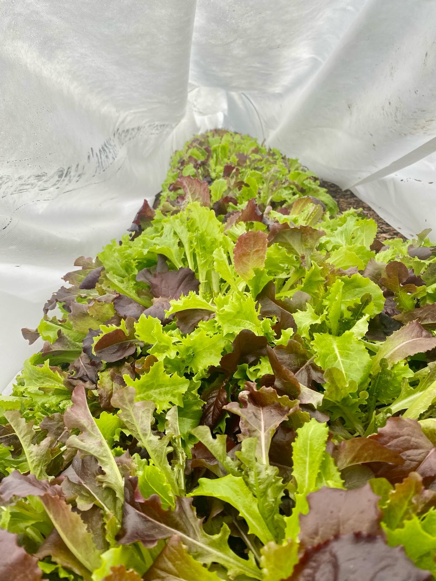 Update: 4 degrees Fahrenheit was a bit off last night - it actually dropped to a record-setting 1 degree! Our temperature sensor let us know that at its coldest, our greens dropped to 15 degrees under their double layer of row cover, a full 14 degrees warmer than outside! And today, once the sun had come out and the tunnel had warmed up to 45 degrees, the lettuce looks completely unfazed. Plants are amazing! We’re so glad to continue to be able to deliver tender lettuce to our CSA members even in such a cold early winter.
#amazingplants #lettuce #csa #mainefarms #mainefood