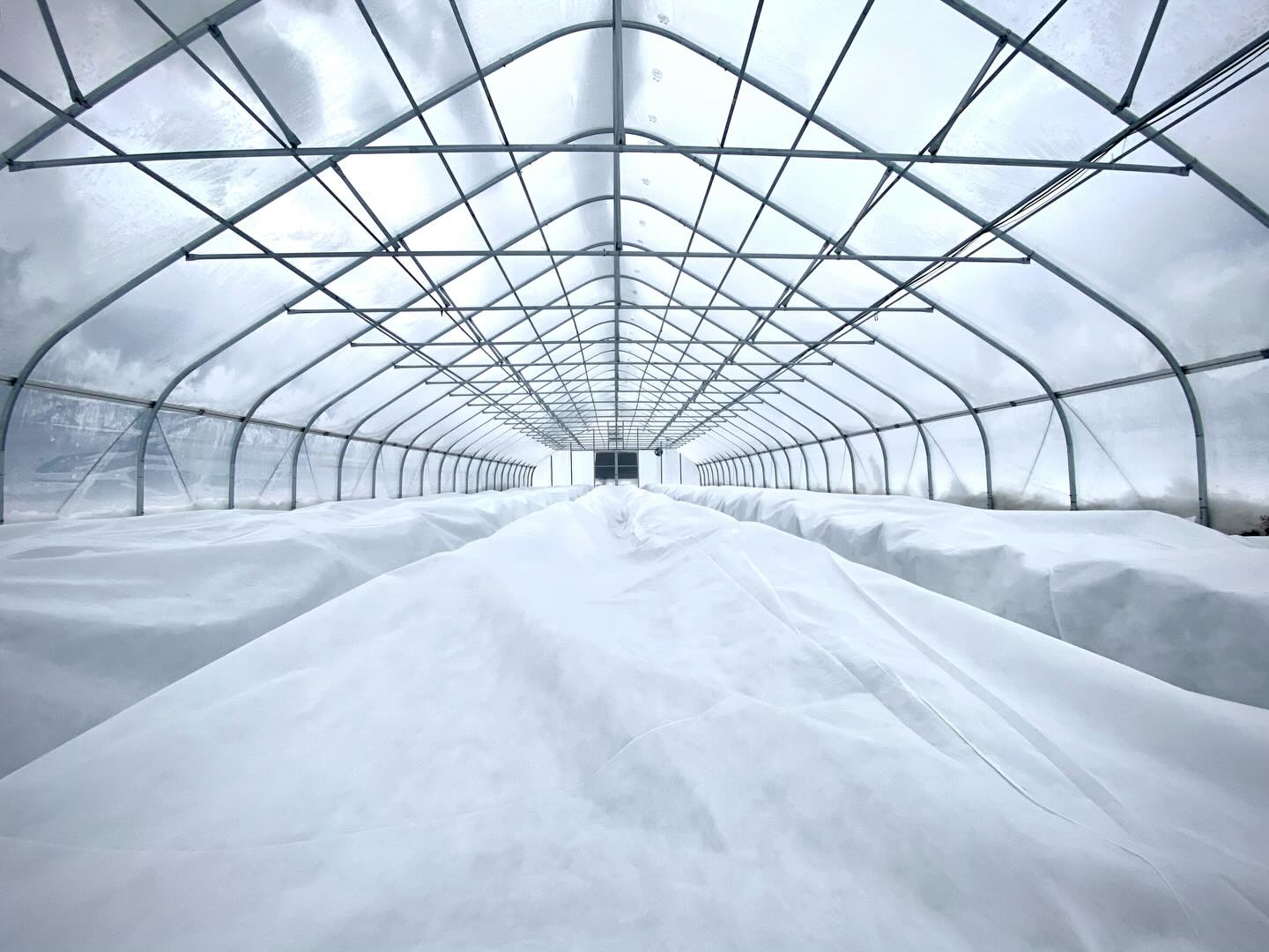 All bundled up! With temperature plunging to 4 degrees Fahrenheit tonight, we’ve tucked our greens in under two layers of extra thick row cover, and we’re holding our breath hoping that they’ll make it through. Greens that grow up in cold weather have more sugars, which act as a kind of antifreeze. Some greens (like spinach) have a ton, and they’ll make it through just about anything. Others, like lettuce, aren’t as robust, even when they’ve grown in the late fall and early winter. Here’s hoping that when the sun comes out and we peek under the row cover, the last of our lettuce is still vertical!
#farmlife #coldsnap #hightunnel #wintergrowing #mainefarms #wintercsa