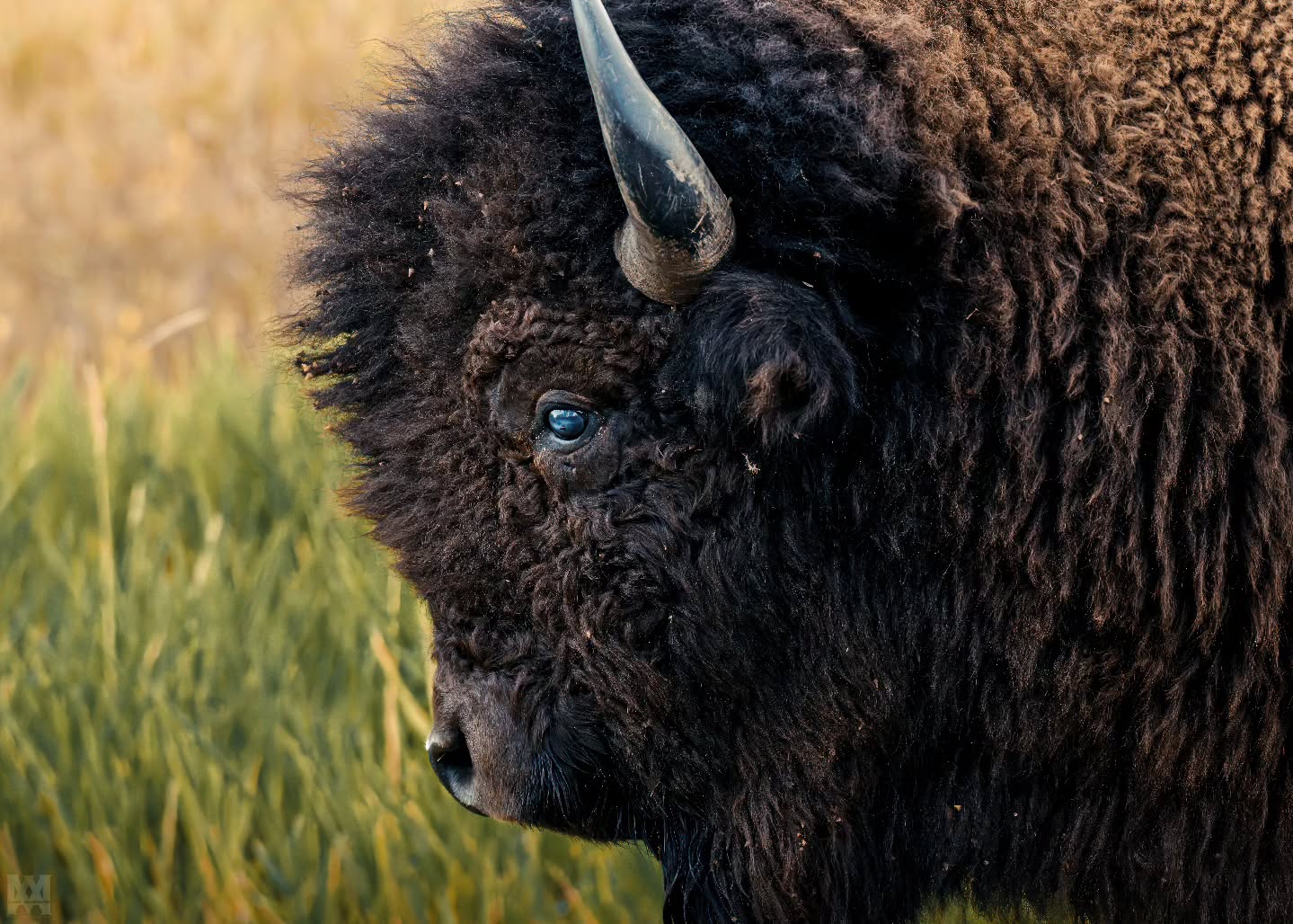 An aging American Bison. 🦬
.
.
.
@bestwildlifeshots @wildlifeplanet @discoverwildlife @wildlife_inspired @natureinfocus @wildlifephotomag @canadianwildlifefederation @parks.canada @explorecanada @earthcapture @earthfocus @bbcearth @naturegeography @elkislandnps
#AmericanBison #AgingBison #PrairieGiants #ElkIslandNationalPark #CanadianWildlife #WildAndFree #NaturePhotography #WildlifeEncounters #UntamedNature #GrasslandWildlife #NorthAmericanBison #BisonCountry #BackcountryEncounters #MajesticBeasts #WildlifePortrait
