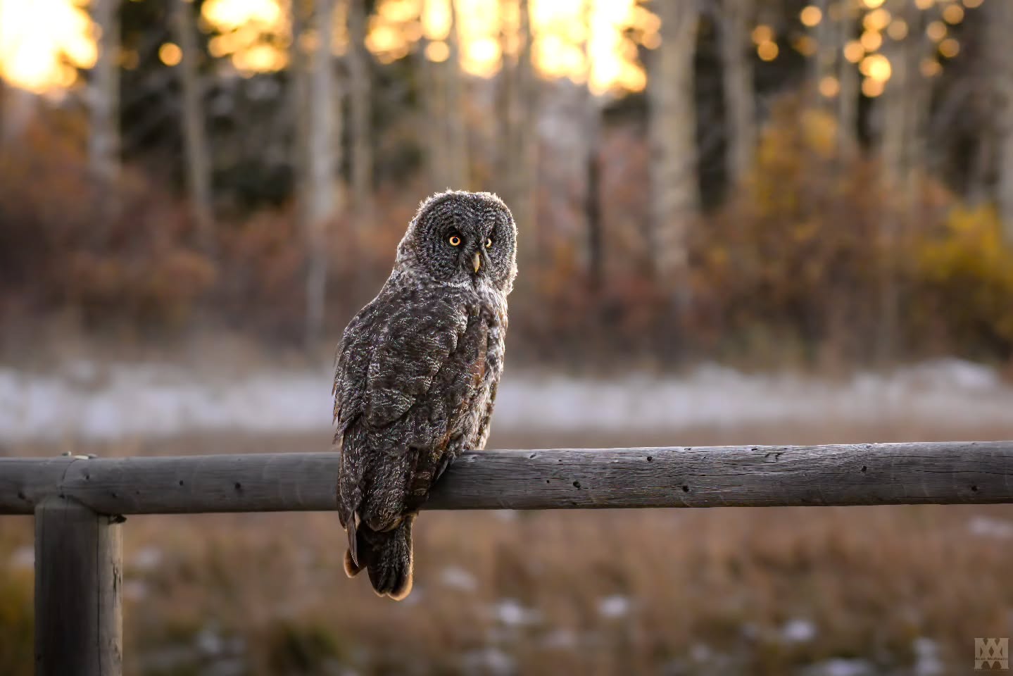 Great Gray Owl. 🦉
.
.
.
@bestbirdshots @bird_brilliance @featheredphotography @birdfreaks @planetbirds @eye_spy_birds @birds_captures @birds_adored @best_birds_of_world @birdingphotography @birdwatchers @bird_watchers_daily @birds_of_instagram @best_birds_planet @natureinfocus @birdshots @birds_perfection @birdnerd @wildlife_inspired @best_bird_shots @bird_freaks @bestlife_birding
#GreatGrayOwl #OwlsOfInstagram #SilentHunter #ForestGhost #BirdsOfPrey #AvianWonders #WildAndFree #NaturePhotography #WildlifeEncounters #UntamedNature #CanadianWildlife #NorthernOwl #NocturnalBird #EtherealWildlife #OwlWatch