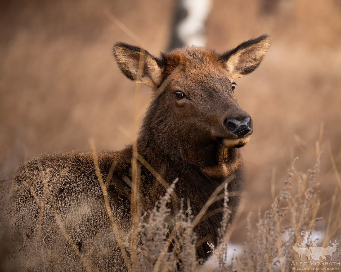 I can't be the only one to see the Doge meme in this Elk's face. Swipe. 😂
.
.
.
@bestwildlifeshots @wildlifeplanet @discoverwildlife @wildlife_inspired @natureinfocus @wildlifephotomag @canadianwildlifefederation @parks.canada @explorecanada @earthcapture @earthfocus @bbcearth @naturegeography @banffnp
#BullElk #ElkMemeFace #DogeFace #BanffNationalPark #CanadianWildlife #ElkOfTheRockies #WildAndFree #NaturePhotography #WildlifeEncounters #UntamedNature #ExploreBanff #RutSeason #MajesticElk #FunnyWildlife #MountainWildlife