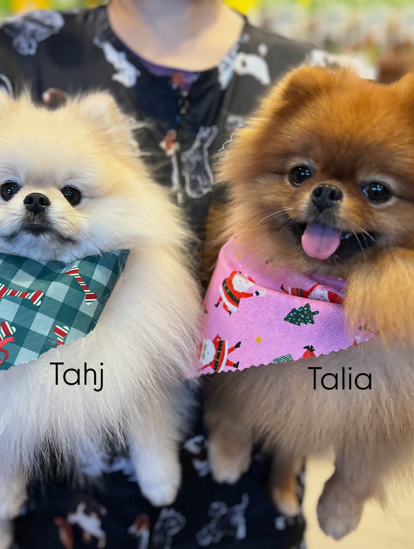 Cutest Pomeranian duo - Talia & Tahj ♥️ Because everything is better in pairs
