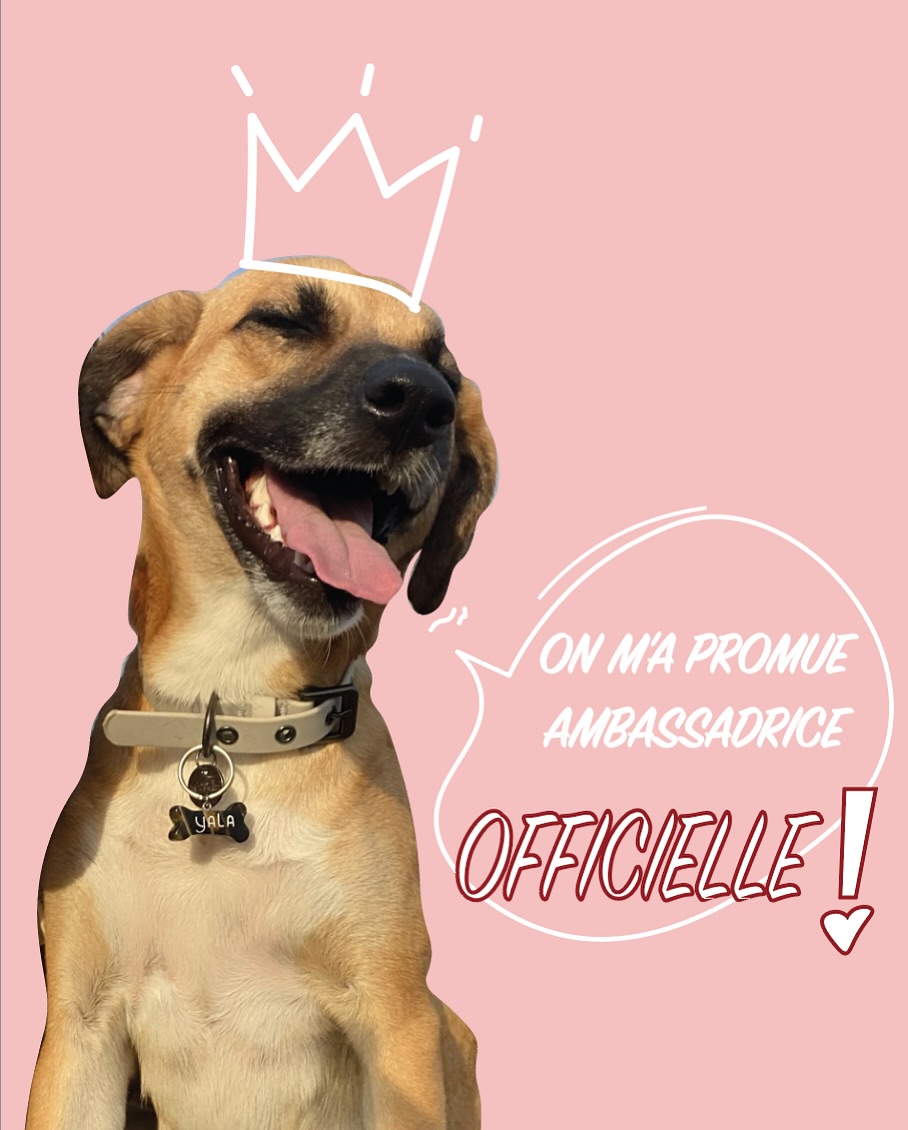 Les médailles pour chiens upcyclées et personnalisables sont enfin laaaaa !
Je suis trop heureuse de tenter ce nouveau projet. Ça me fais rire et ça réveille ma joie d’enfant ce projet.
Alors vous en pensez quoi de mon égérie ? 😏😍