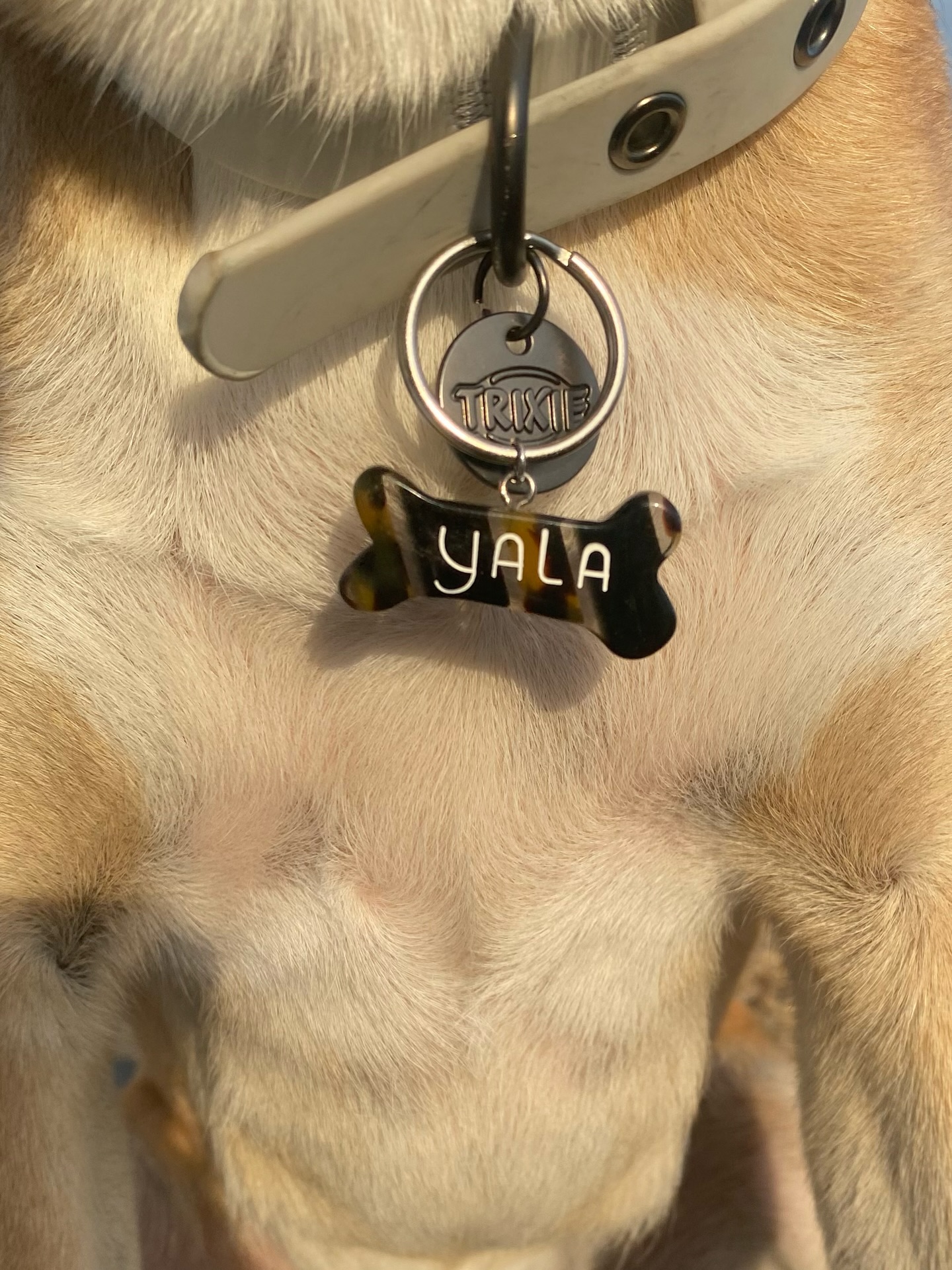 Vous préférez la médaille os ou la medaille cœur ? ♥️
Écrivez moi si vous voulez offrir une médaille personnalisée à votre petit monstre ! 💌