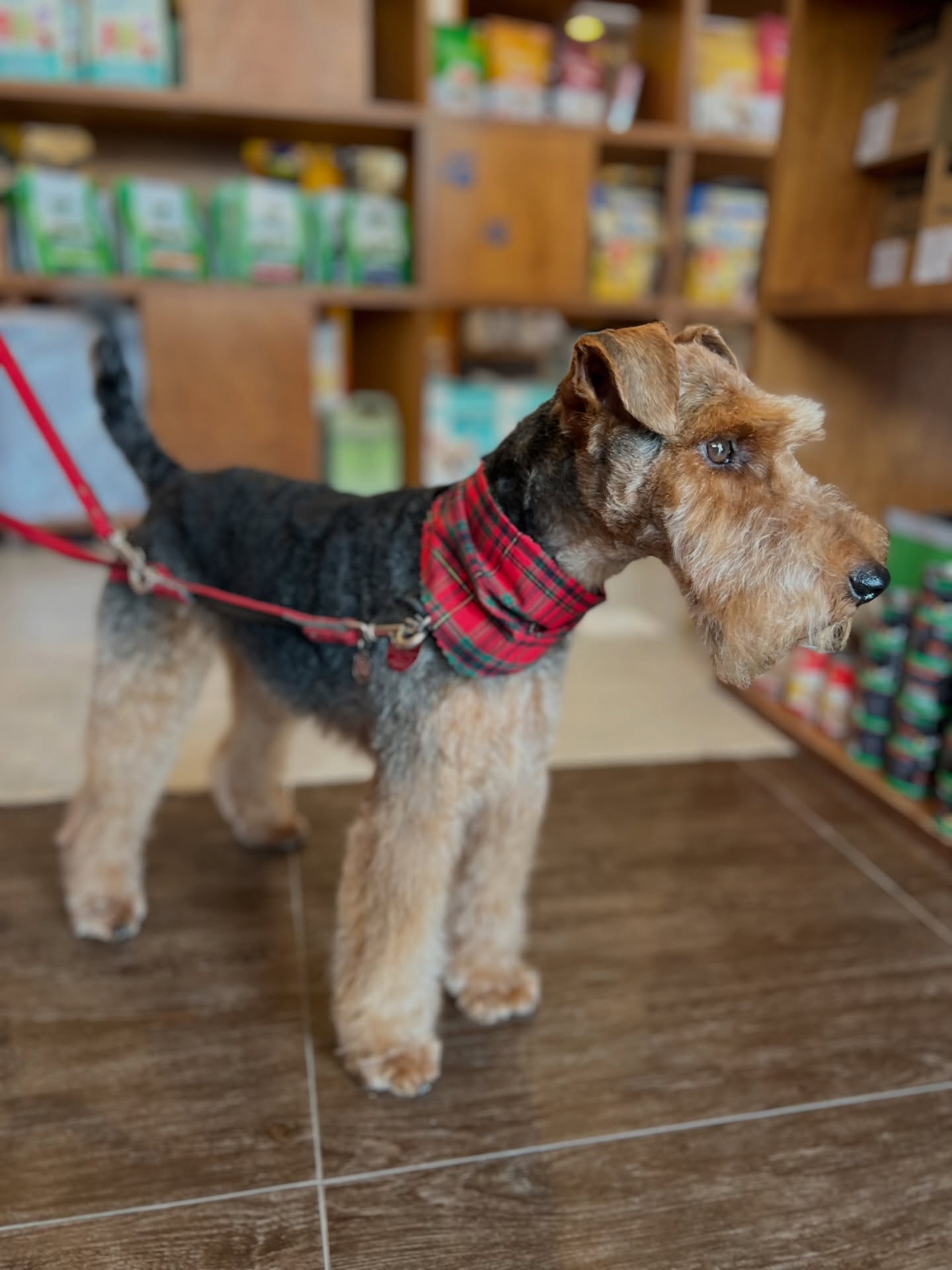 Looking pawsitively festive after my Christmas groom 🎄🐶✨ #WelshTerrier #ChristmasGroom #SantaPaws #DogsofInstagram
🐶: Curt / Welsh Terrier
✨WhatsApp us at 6468 1904 for an appointment✨
📍Suds & Scissors Pet Parlour: 7 Jalan Bingka, Bukit Timah, Singapore 588902