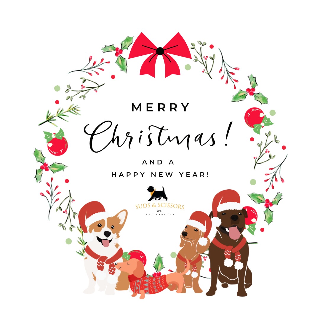 🎄🐾 Wishing You and Your Furry Friends a Merry Christmas! 🐾🎄
As the holiday season approaches, we at Suds & Scissors want to extend our warmest wishes to you and your beloved pets. It’s been our pleasure to pamper your furry family members this year, and we’re so grateful for the trust and loyalty you’ve shown us.
May your Christmas be filled with joy, laughter, and wagging tails! We look forward to continuing to provide the highest level of care and grooming services to your pets in the coming year. Thank you for being a part of our community.
Merry Christmas and Happy New Year from all of us at Suds & Scissors!🎅🎉✨
Our holiday hours:
Closed on 25 December and 26 December
Closed on 1 Jan
#MerryChristmas #FurryFriends #GroomingSalon #HappyHolidays #PetLove
