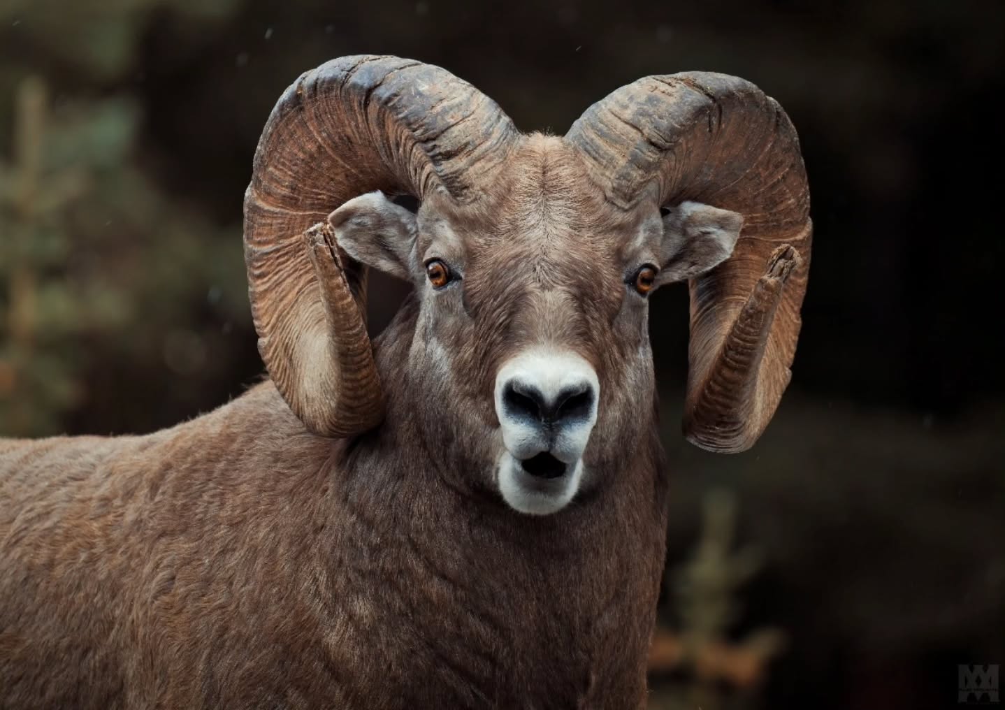 I think we've all seen that scene in Mrs. Doubtfire... "Helloooo!" 😂
Bighorn Ram in Kananaskis.
.
.
.
#BighornSheep #BighornRam #KananaskisCountry #CanadianWildlife #MountainWildlife #WildAndFree #NaturePhotography #WildlifeEncounters #UntamedNature #ExploreAlberta #RockyMountainWildlife #RamWatch #BackcountryEncounters #WildernessEncounters #NatureLovers #mrsdoubtfire