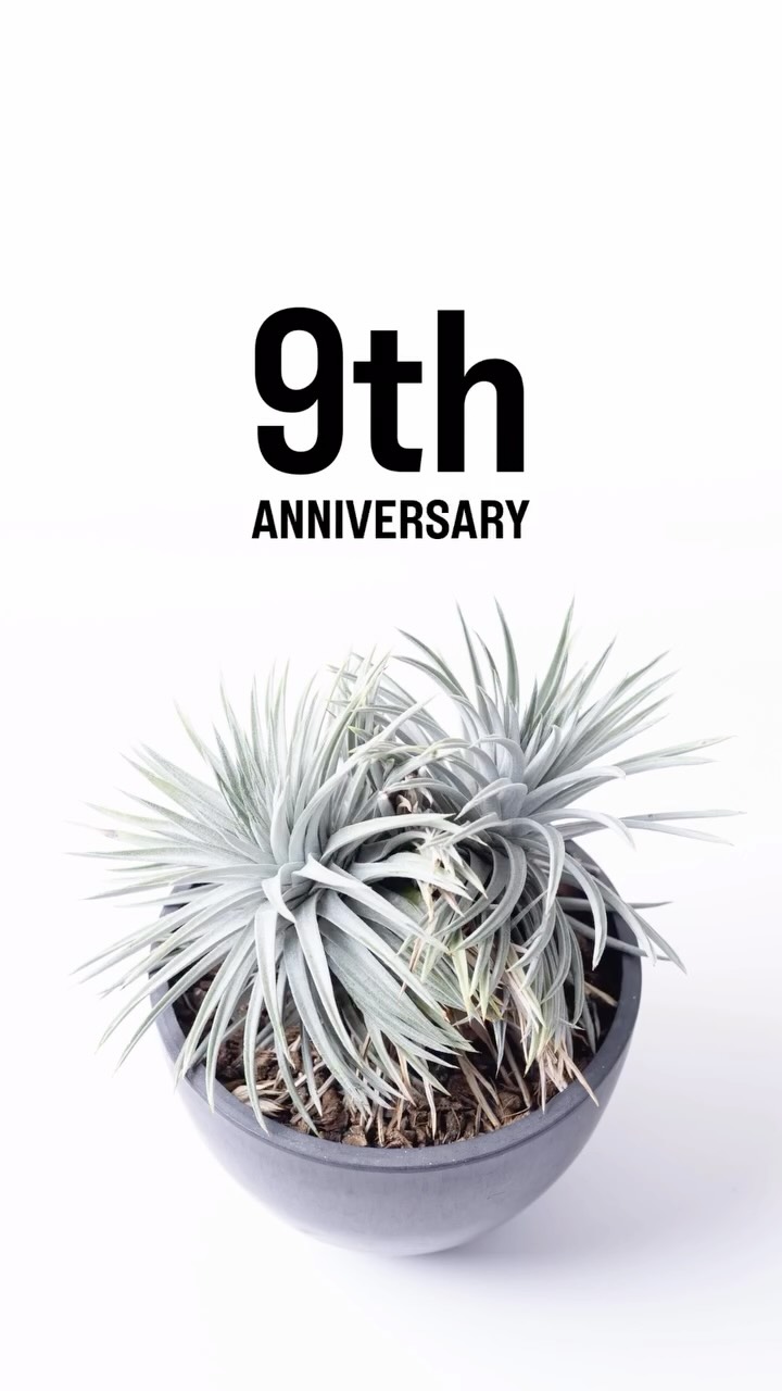 おかげさまで株式会社nicographyは創立9年目を迎えました。
久々にロゴも一新してスッキリ。
法人格続けるだけなら誰でも出来るんでしょうが、それ以上に社会に価値定義出来ているという事実が何よりありがたく、身が引き締まる日です。
お世話になっている皆様方には本当に感謝しかございません。
今後も変わらず出来うる限りの全力クリエイションをお届けすることを誓います。遠慮なくお声がけくださいませ。
今期は事業展開も取捨選択・新陳代謝をしっかりと。
拡大よりは先鋭化。より鮮度と精度の高いアウトプットを課題にしていきます。
みんなが知らなくて良い。
知ってる人のとっておきのアイツになりたい。
堅く媚びず群れず変わらない美しさを持って進化し続けるこの珍しい草のように、なれますように。
友情出演: Dyckia hebingii 'Spineless'