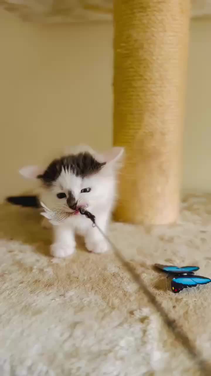 Trying to hold on to the weekend like...
Just a bit of cuteness to finish off the weekend . ** Not currently available for adoption***