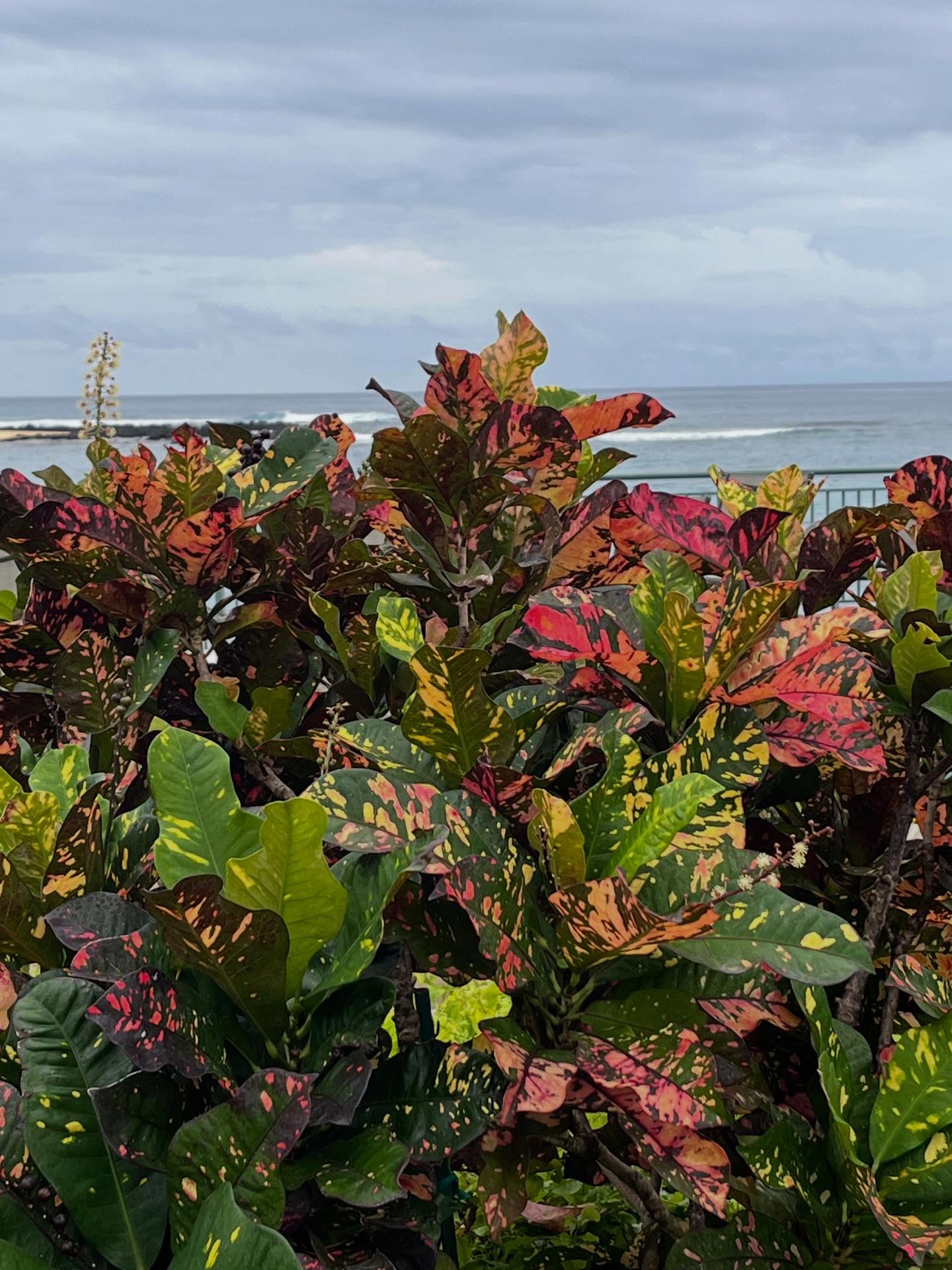 Capturing colour in 2026💛
|| #kauai #nfidtravels #ihavethisthingwithcolour #ihavethisthingwithplants #nature