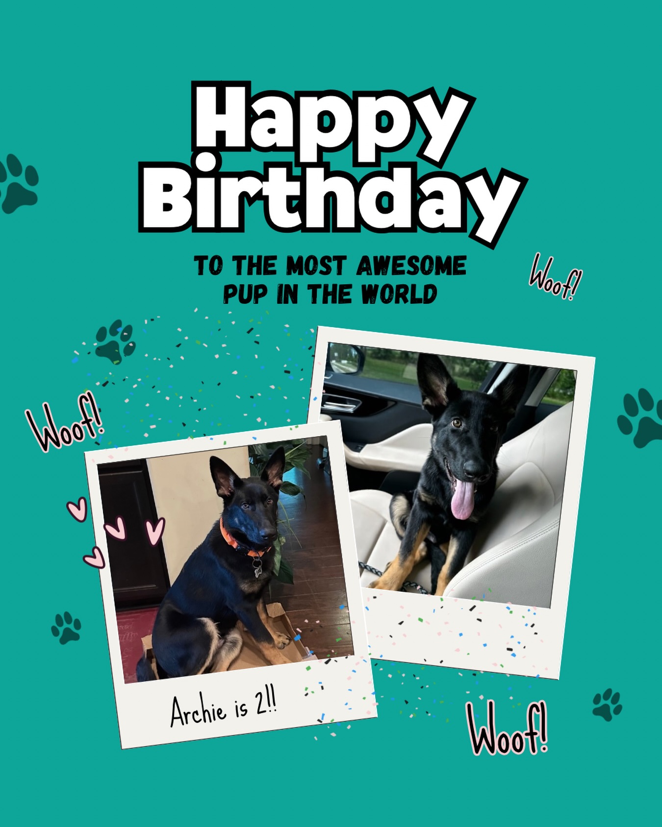 🐾🎉 Archie is almost TWO… and honestly, we’re not okay. 😂🐶
How it started:
🍼 Big paws. Zero awareness. Maximum chaos.
How it’s going:
🛡️ Loyal protector
🧠 Thinks before reacting (most days)
👀 Watches the house like he’s on a secret service detail
🦴 Still believes every sock belongs to him
Somewhere between puppy zoomies and full-grown German Shepherd confidence, Archie decided it was his job to protect the family—and take that responsibility very seriously. He’s maturing, listening (obedience training is working… slowly 🙃), and bringing an unbelievable amount of joy, laughter, and fur into our lives.
He’s brave. He’s goofy. He’s dramatic.
And he loves his people HARD. 🖤
Two years of:
🐕 Growth
🐾 Guard duty
😂 Laughing at his side-eye
❤️ Unconditional love
Happy almost birthday to our handsome boy, our shadow, our family guardian. We’re better because you’re here, Archie.
👇 CALL TO ACTION:
Dog parents—especially German Shepherd lovers—drop a 🐾 if your pup:
• Thinks they’re in charge
• Protects like a pro
• Still acts like a baby sometimes
Tell me your dog’s name + age! Let’s celebrate our four-legged family members together 🐕💬
#archietheshepherd #germanshepherdlove #almosttwo #dogmomlife #dogdadlife