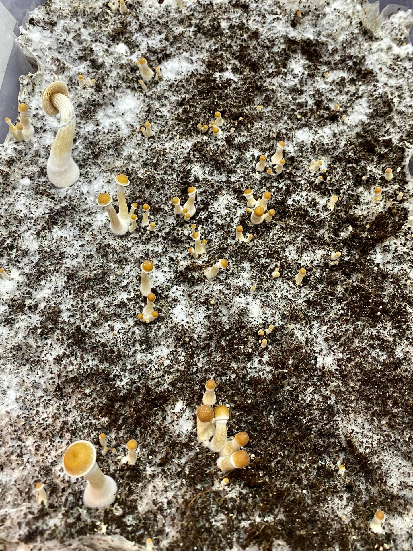 ✨ Growing Magic ✨
Nature teaches us that with patience, care, and the right environment, growth happens exactly when it’s meant to. Slow. Sacred. Powerful. 🍄🌿
#GrowingMagic #MushroomMagic #MycologyLife #FungiLove #mindfulofferings