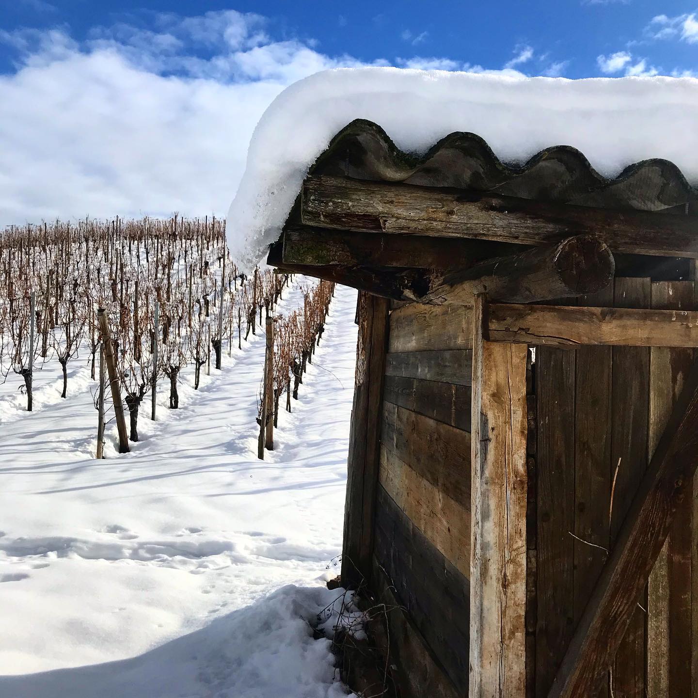 Hiver féerique ❄️
•
•
•
•
•
#snowday #snow #vineyard #wine #winelover #drinkalsace #alsace #vin #vindalsace