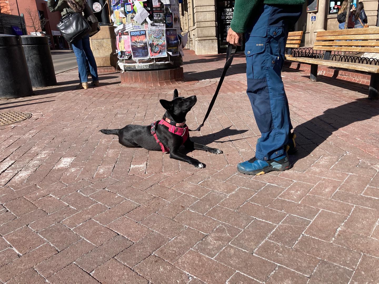 Way to go team Butters 🤩 Impressive relaxation work on a busy downtown day! #forcefreetraining #boulderdogs